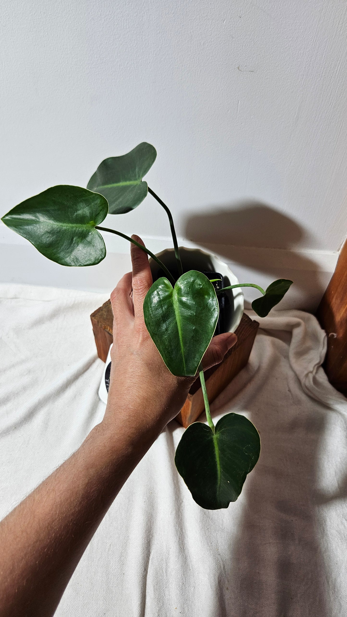 Philodendron Ilsemanii Green (PHI-516)