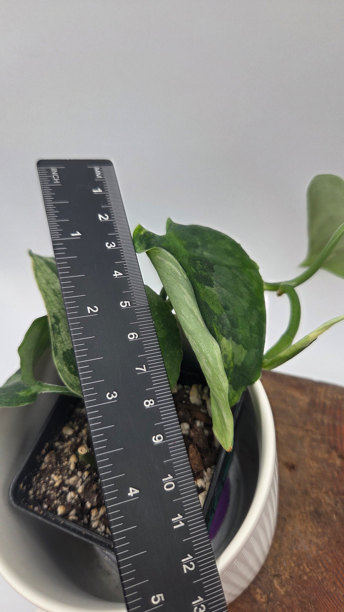 Scindapsus Dark Splash Variegata (SCI-758)