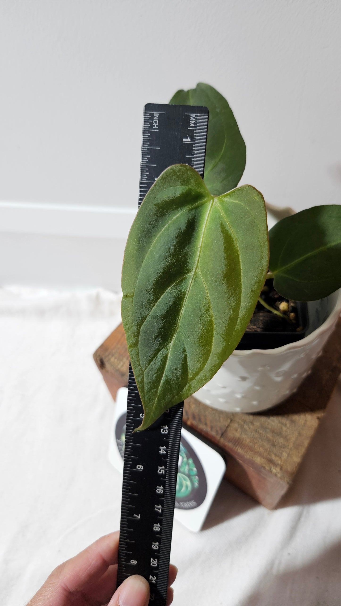 Anthurium Dressleri × Blue Papillilaminum "format MOYEN" (ANT-106)