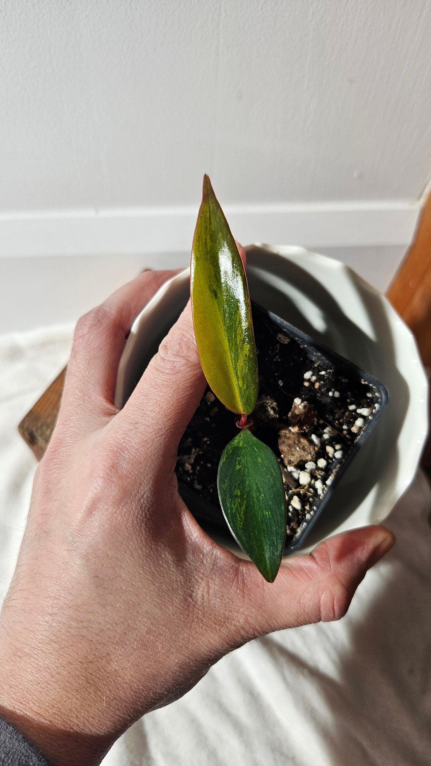 Philodendron Strawberry Shake (PHI-758)