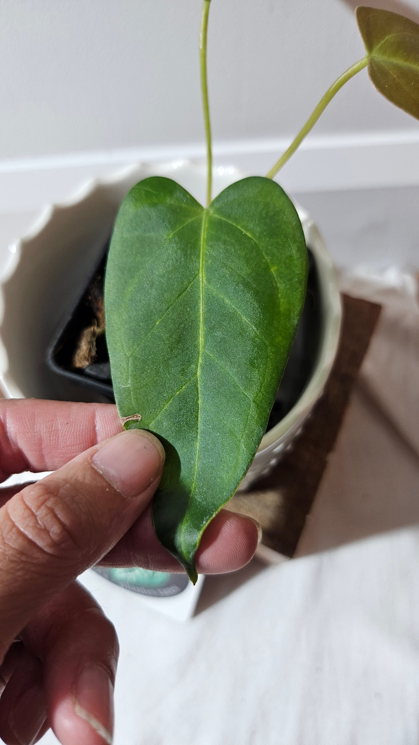 Anthurium Moira Velvet "format PETIT" (ANT-501)