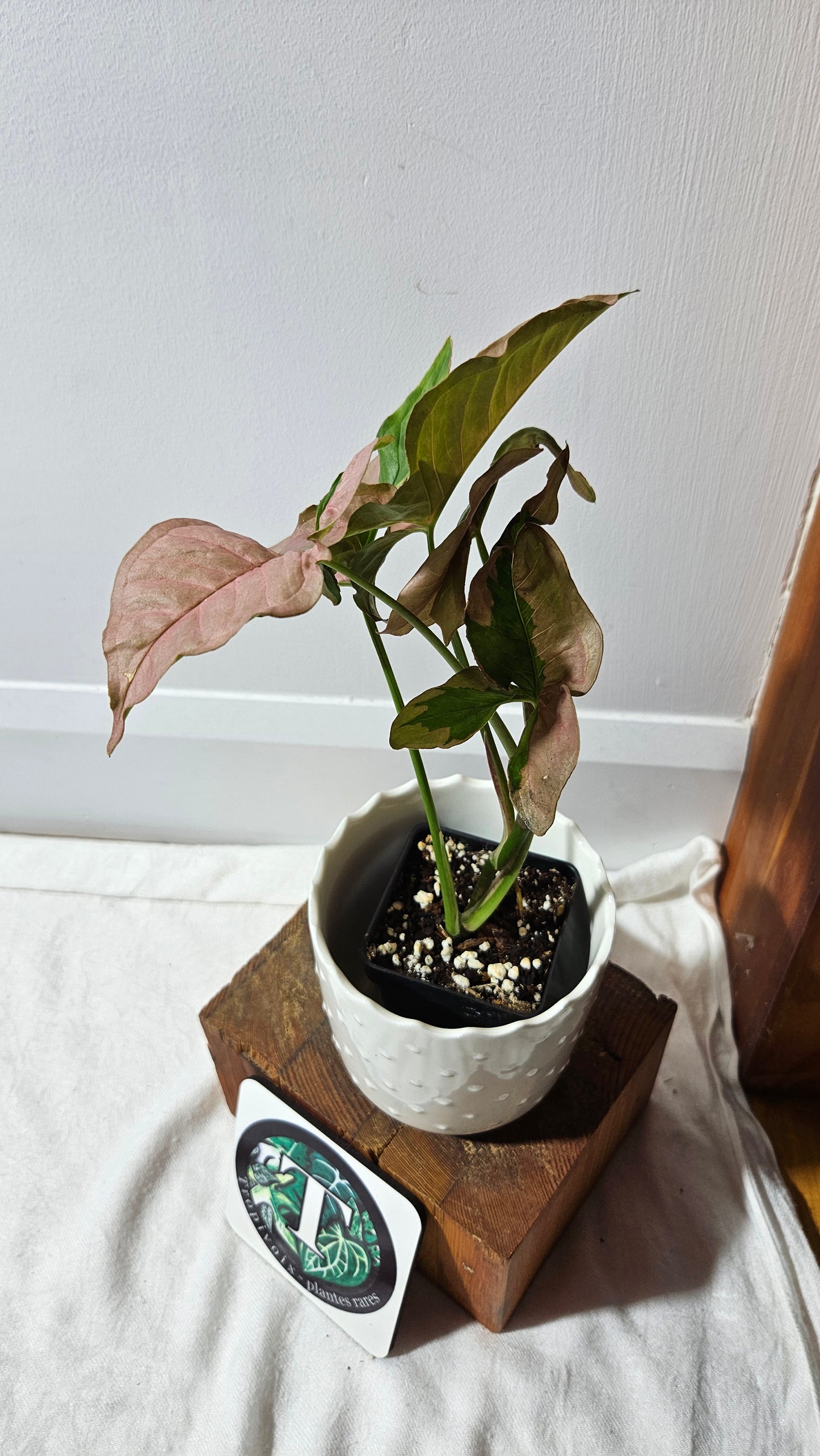 Syngonium Pink Lava (SYN-437)