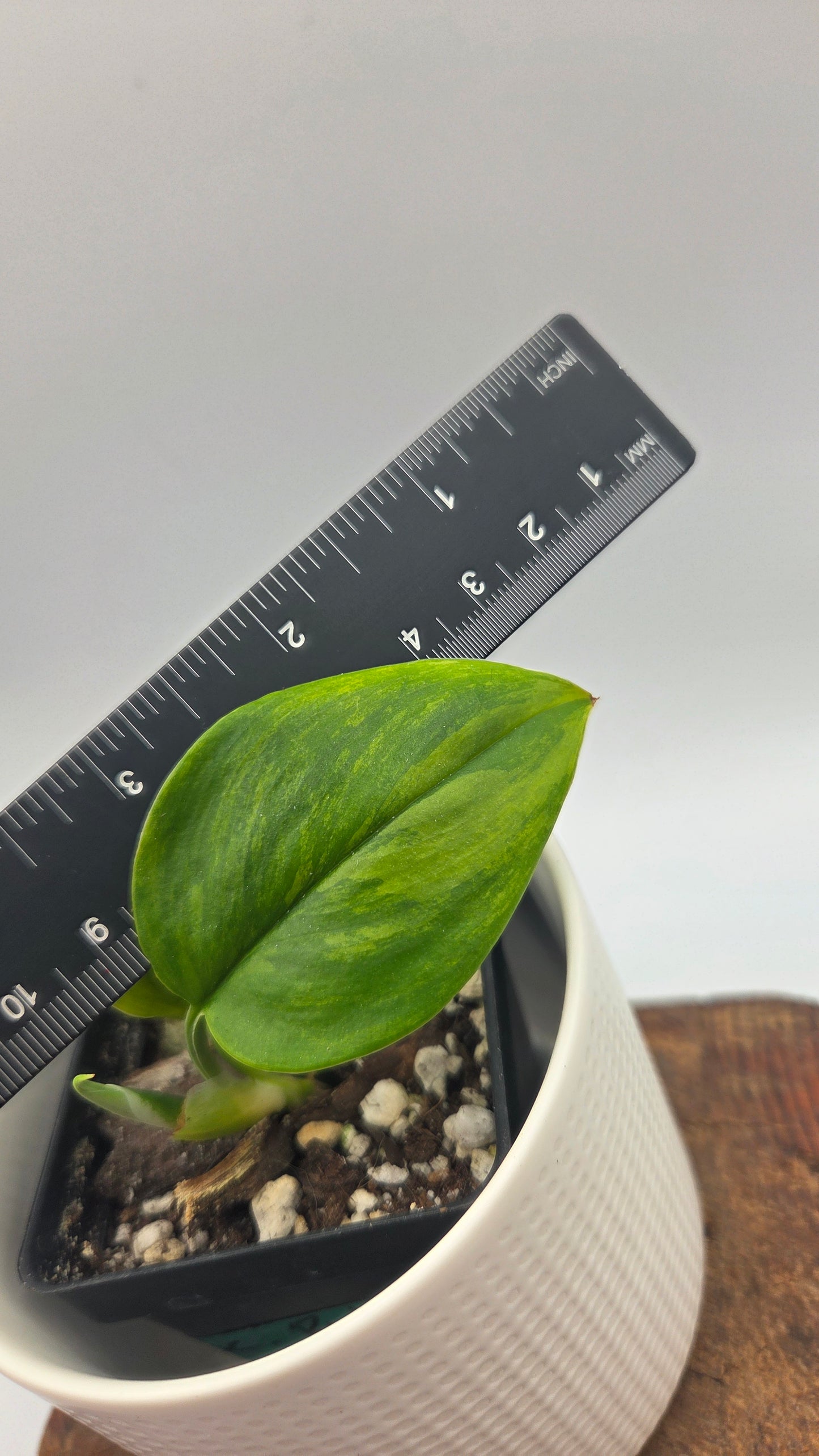 Scindapsus Rubicon (SCI-724)