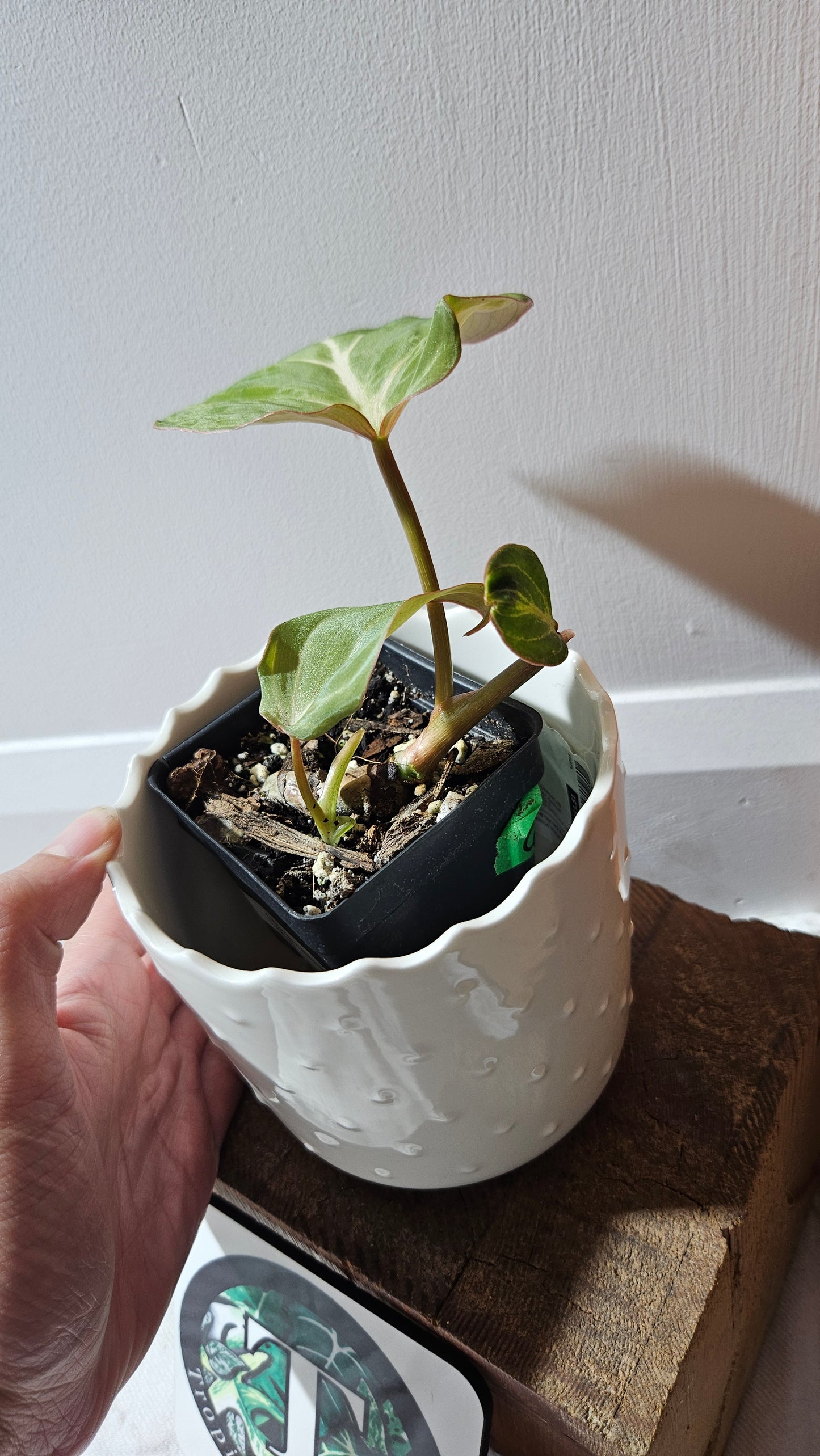 Philodendron Gloriosum Pink (PHI-875)