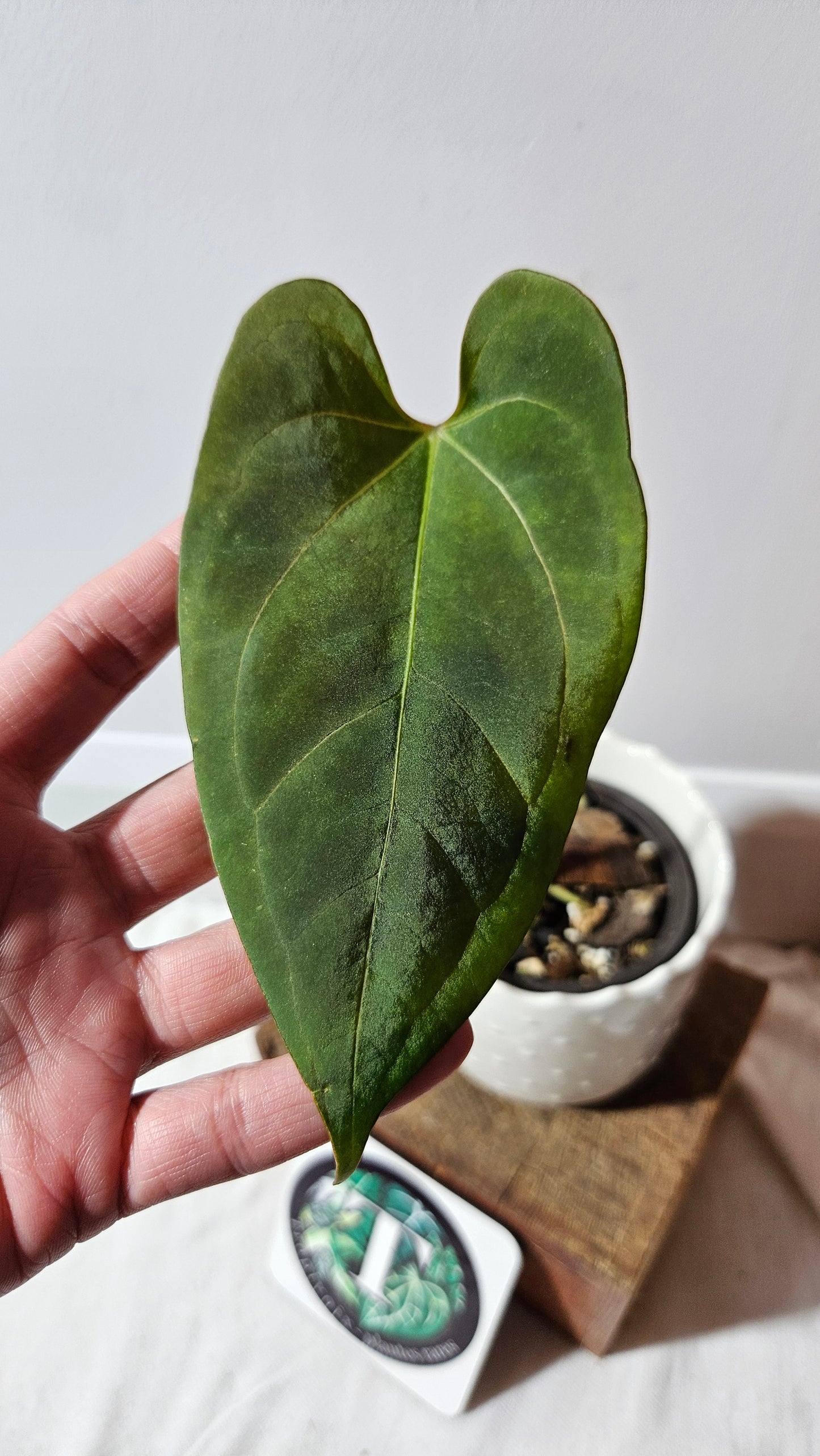 Anthurium Dark Phoenix X Panama "format MOYEN" (ANT-282)