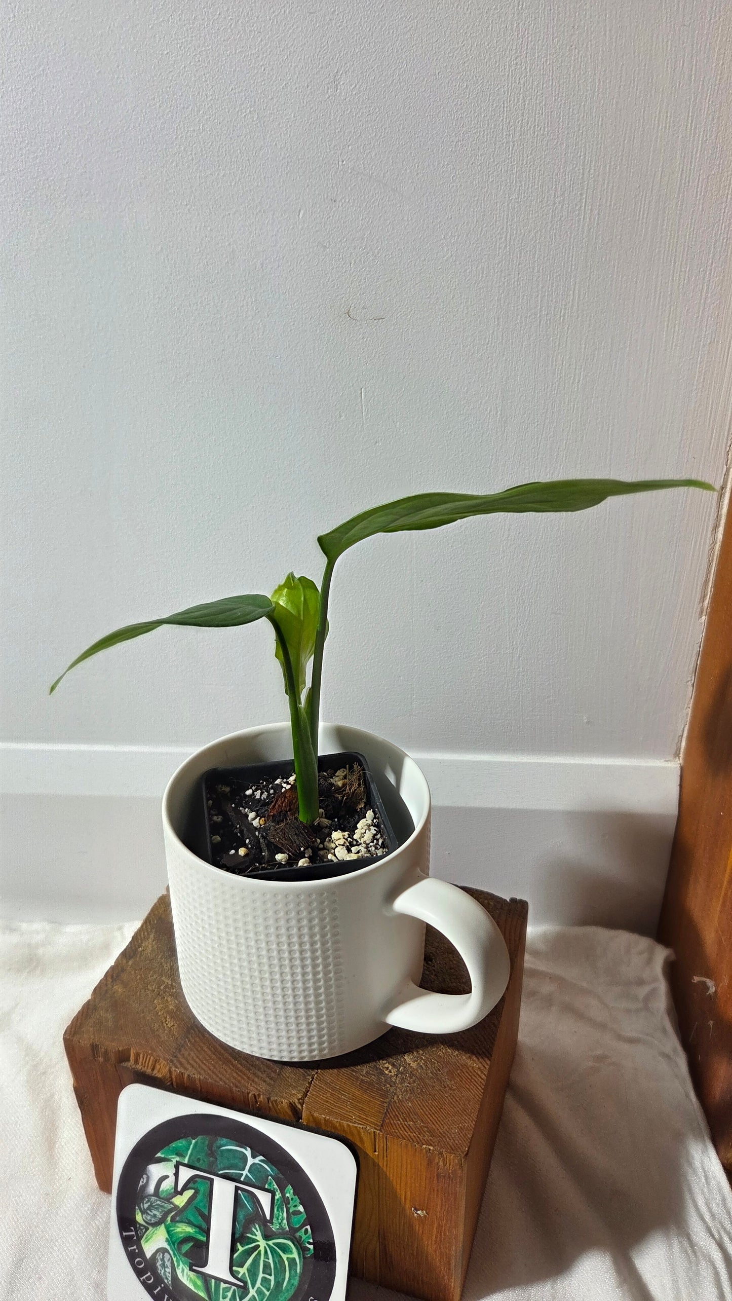 Monstera Obliqua Aff Tamarindo (MON-530)