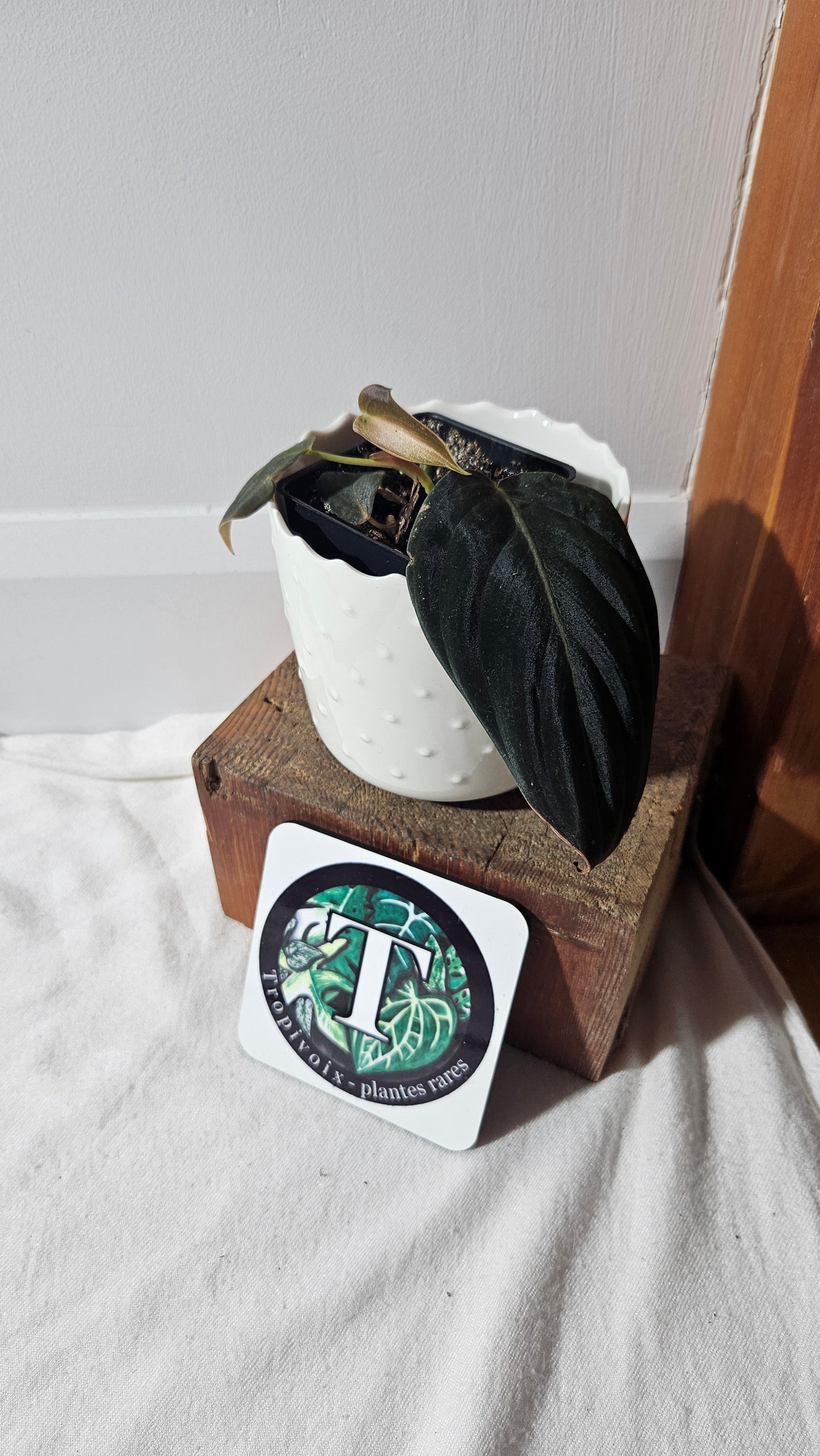 Philodendron Gigas (PHI-777)