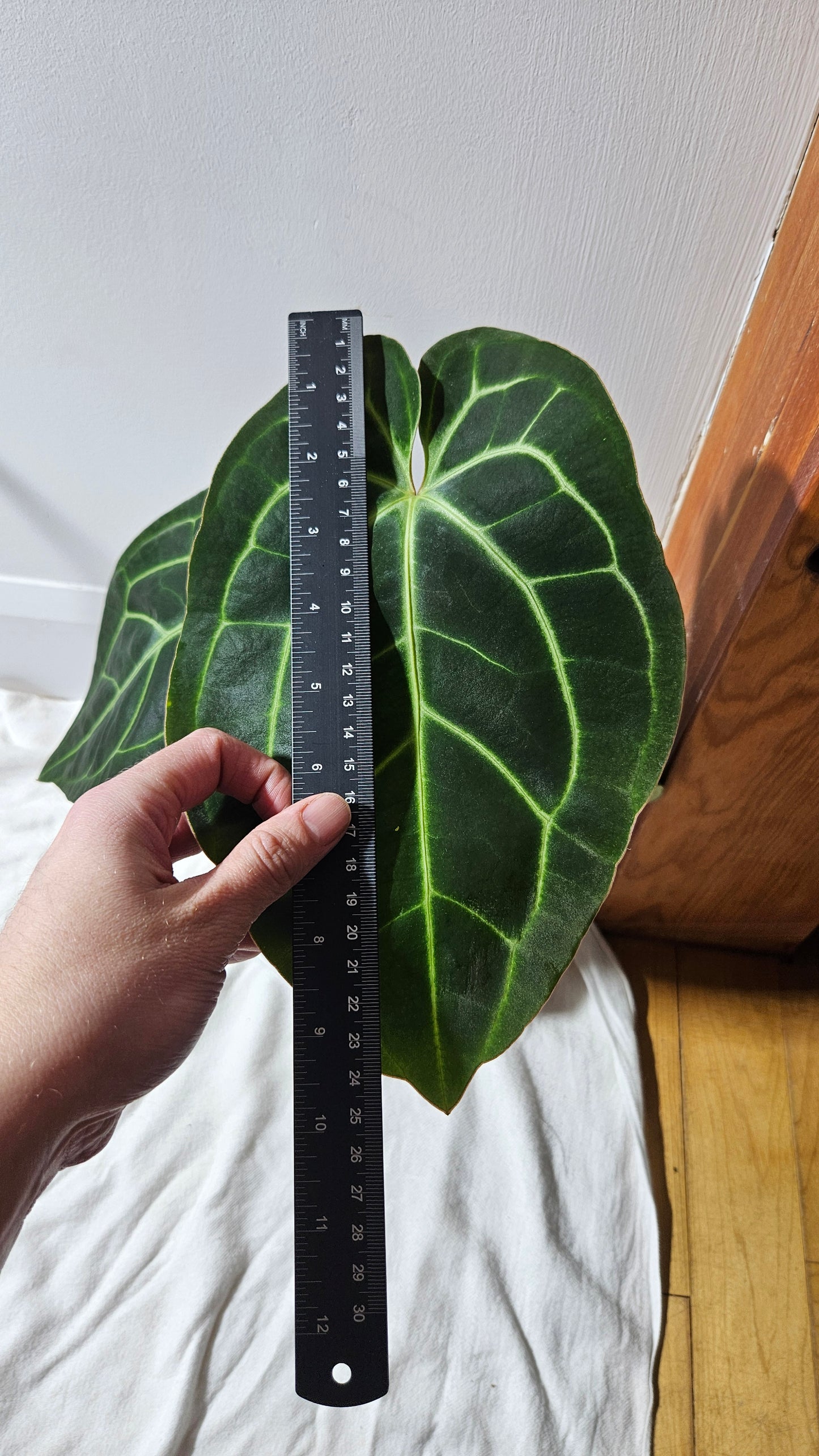 Anthurium Besseae Aff Silver Dark "Format LARGE" (ANT-293)