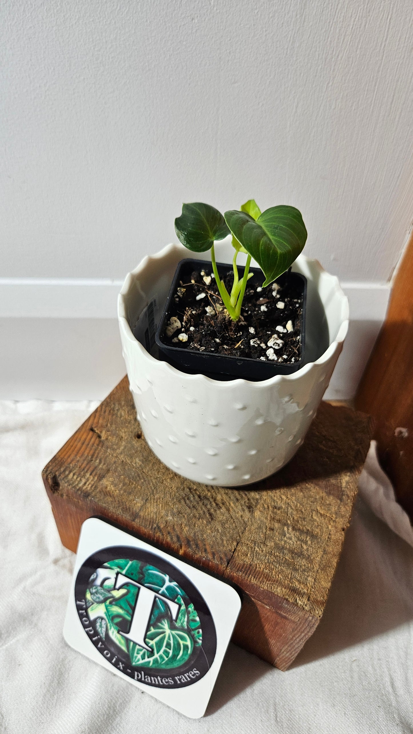 Philodendron Célébration/(Rubrijuvenile X Pastazanum) (PHI-931)
