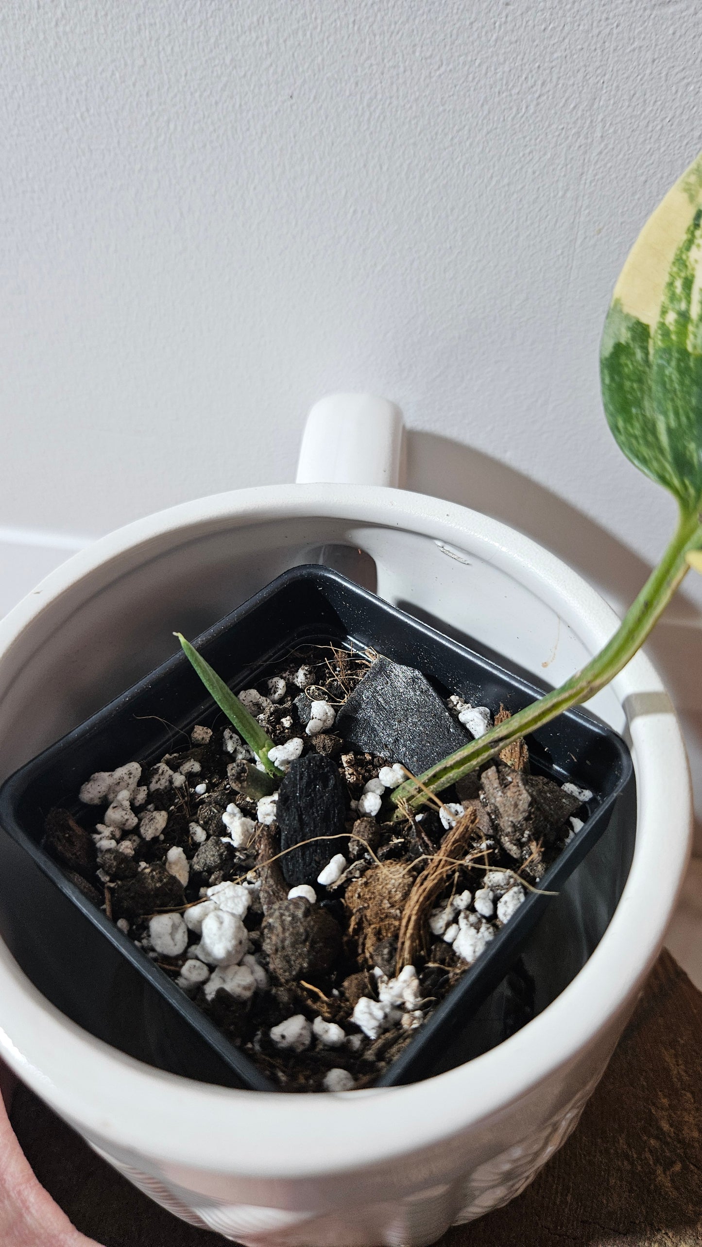 Monstera Karstenianum/Peru Variegata (MON-465)