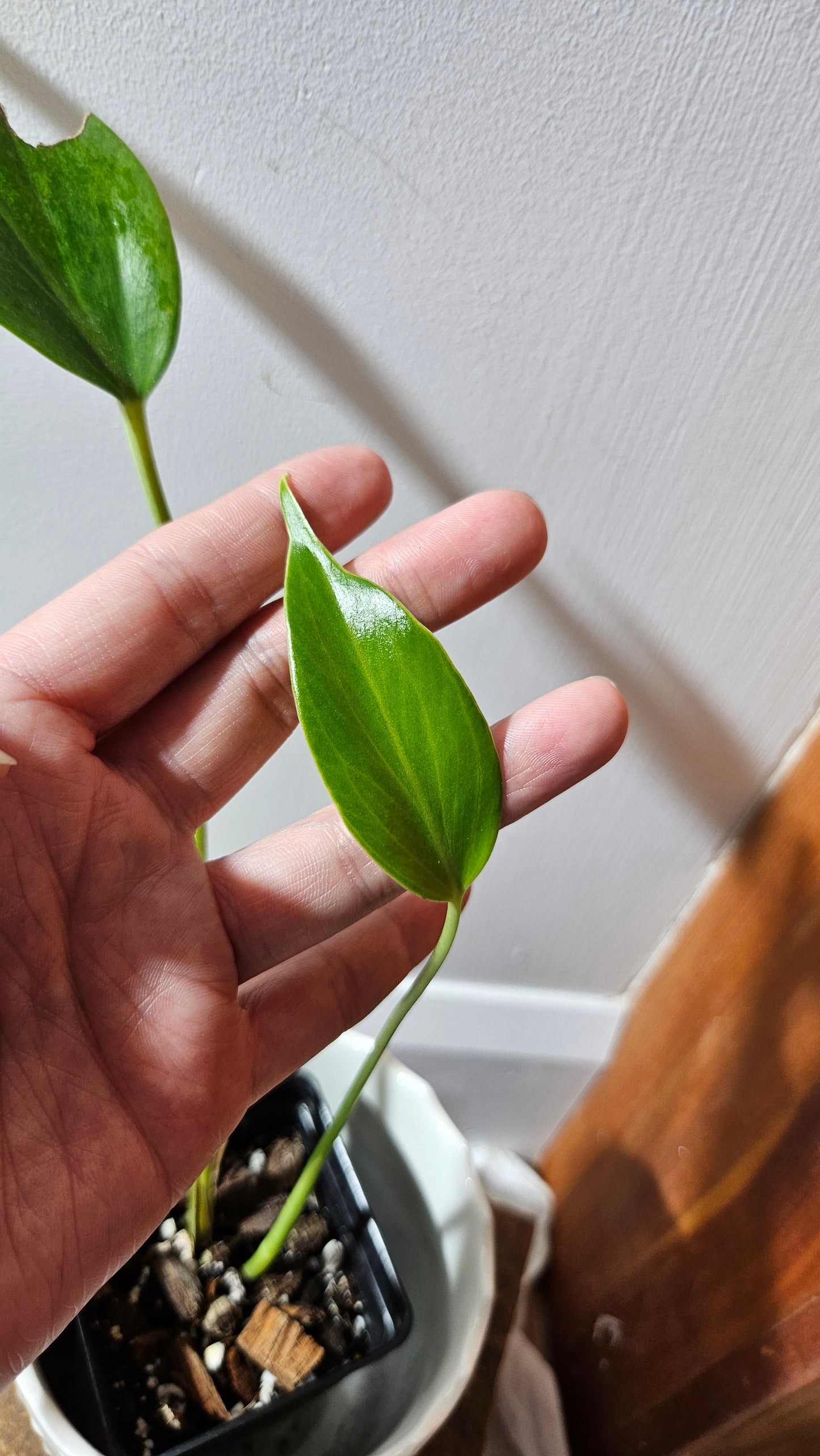 Monstera Burlemarx Flame/Dilacerata (MON-458)