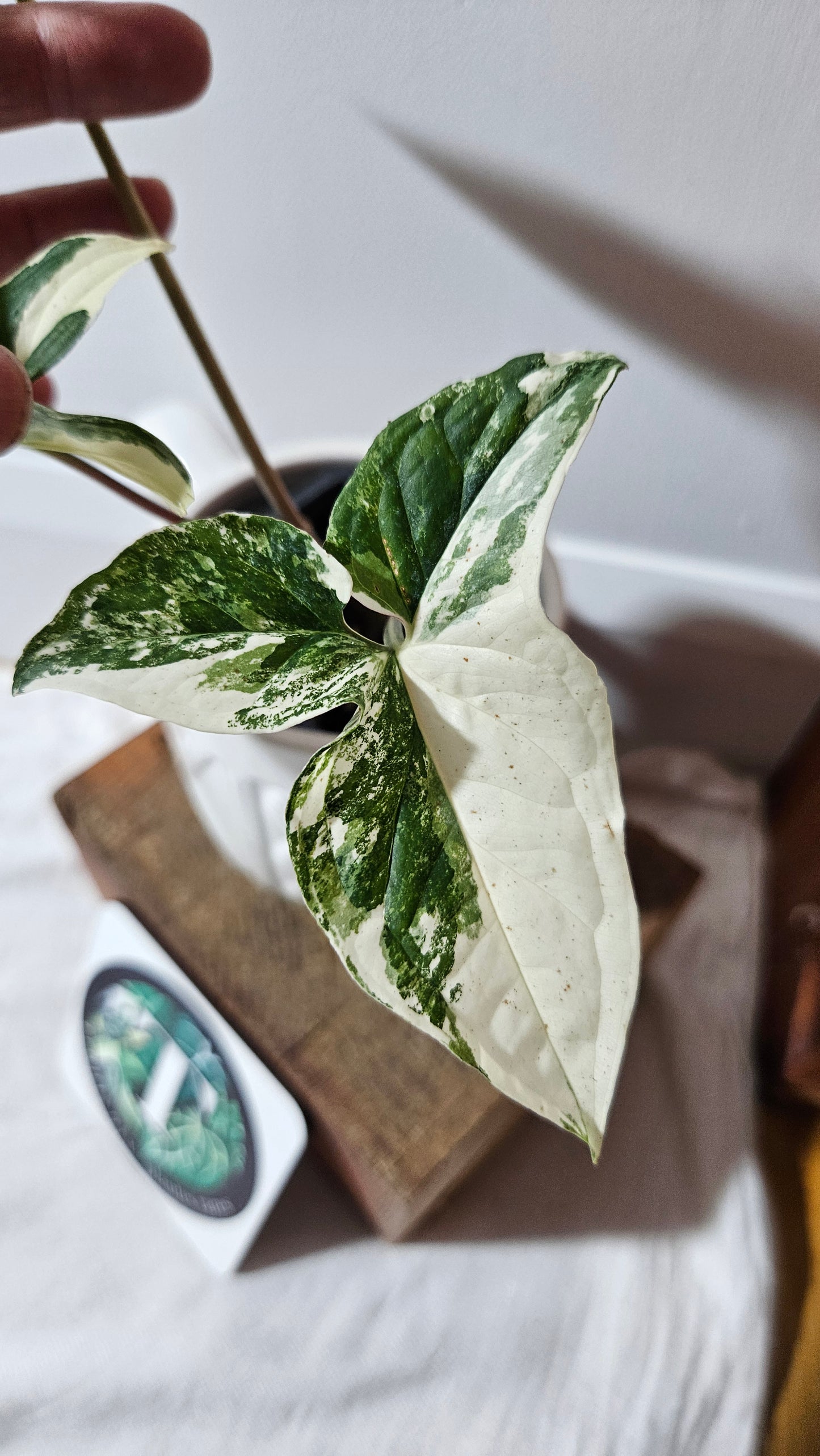 Syngonium Albo (SYN-327)