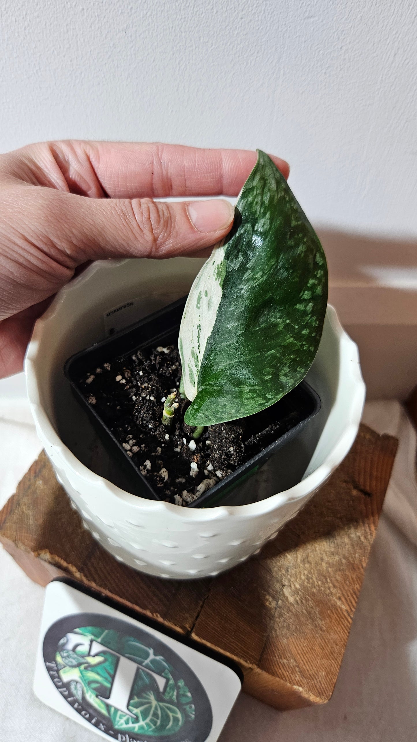 Scindapsus Blue Splash Variegata (SCI-997)