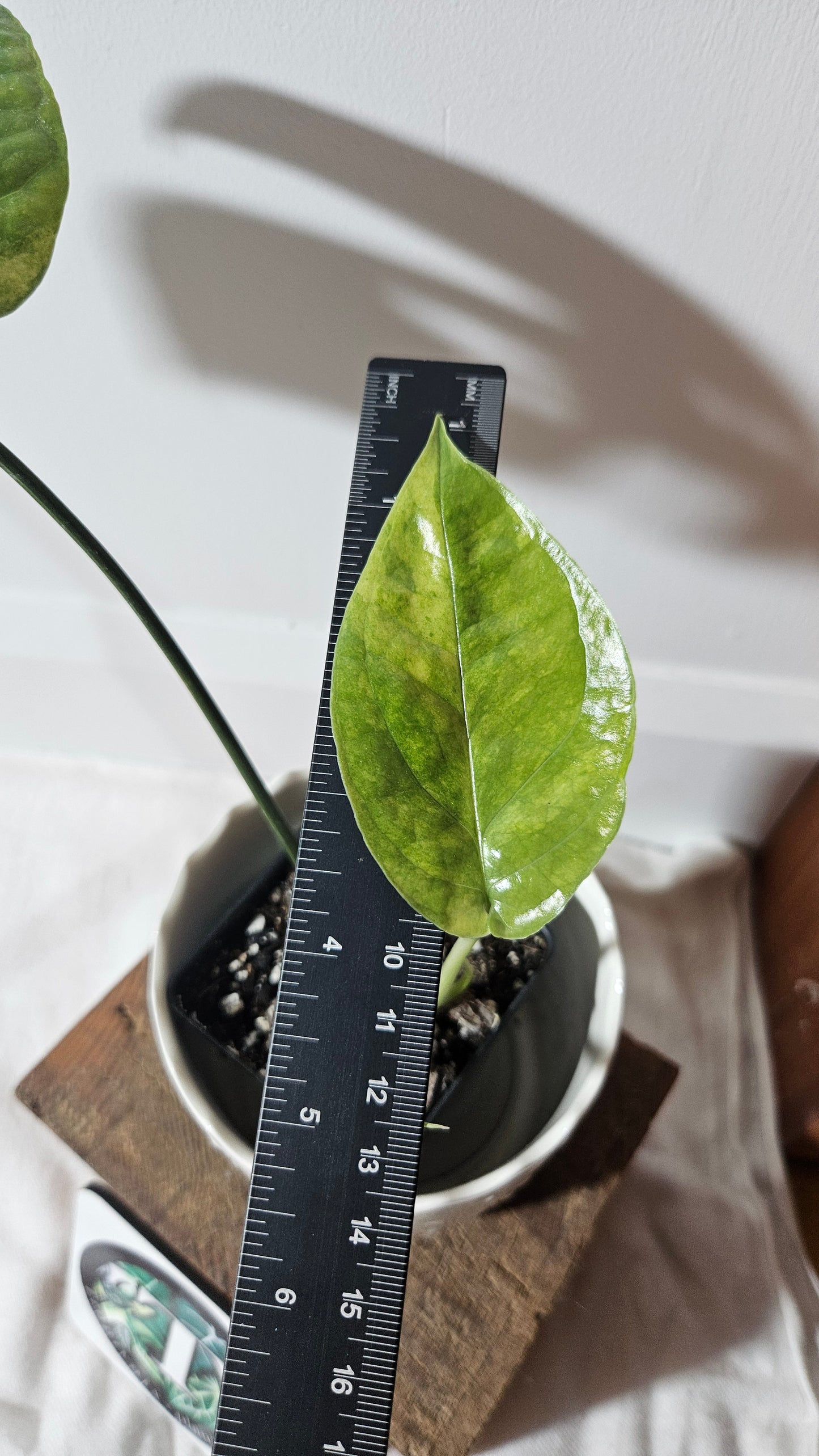 Amydrium Medium Mint Variegata (AMY-030)
