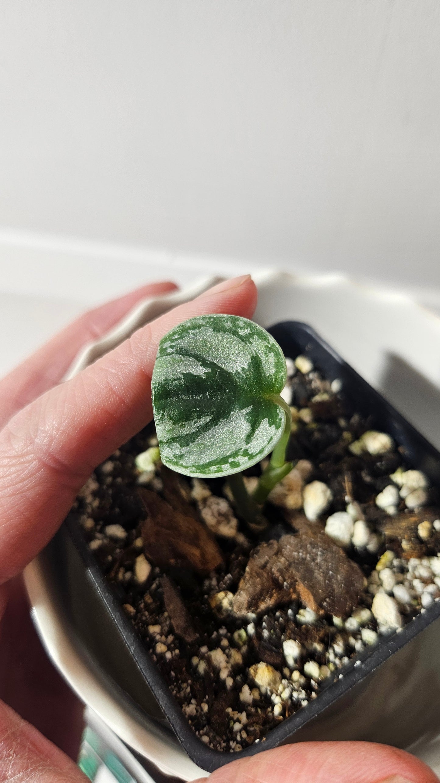 Scindapsus Tricolore silver Platinum (SCI-930)