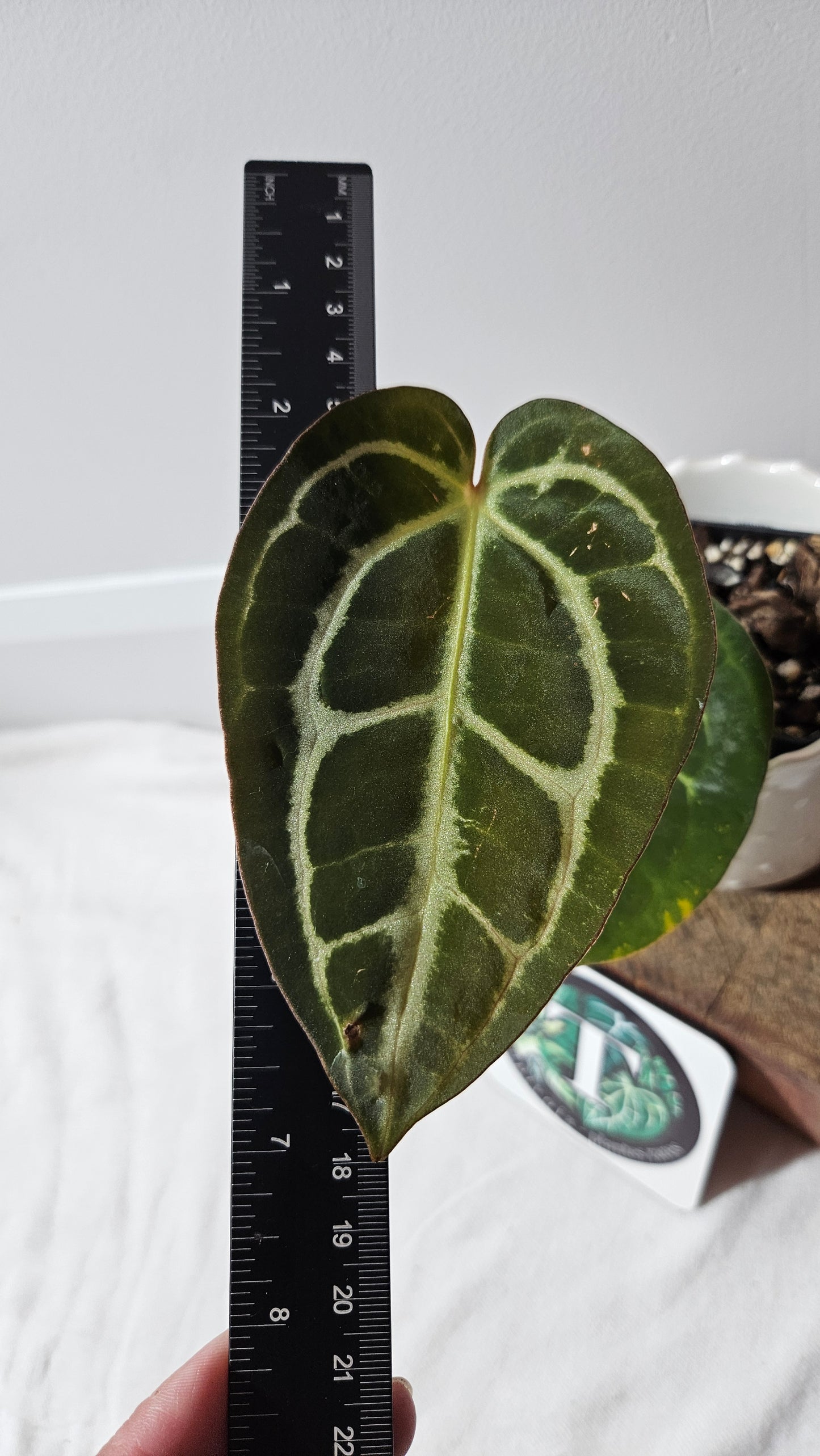 Anthurium Carlablackiae (d'équateur) "format MOYEN" (ANT-406)