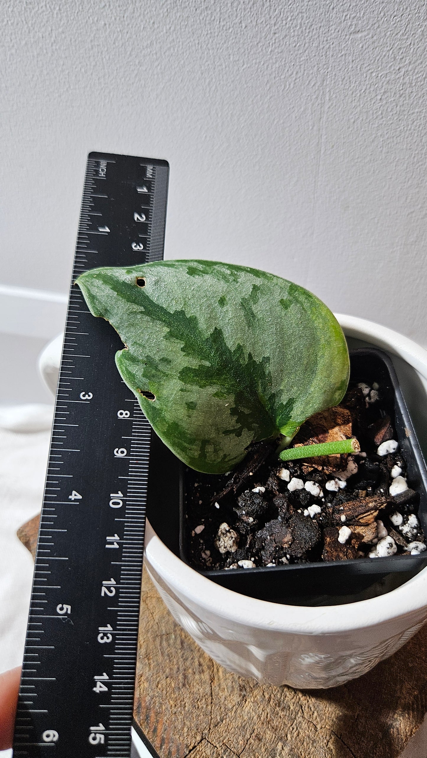 Scindapsus Yupa (SCI-1180)