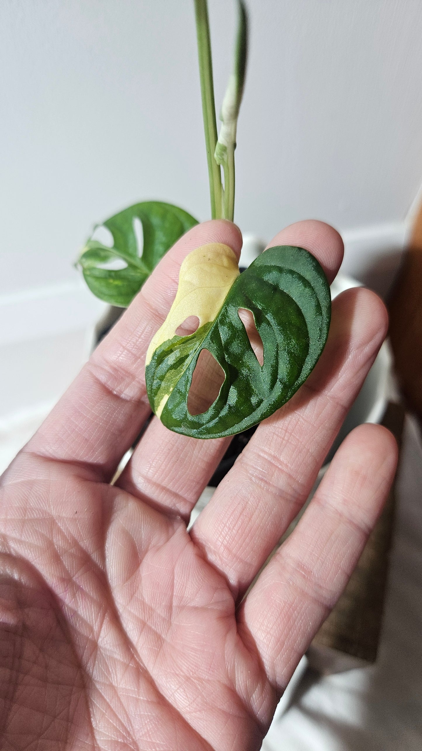 Monstera Andasonii Albo (MON-404)