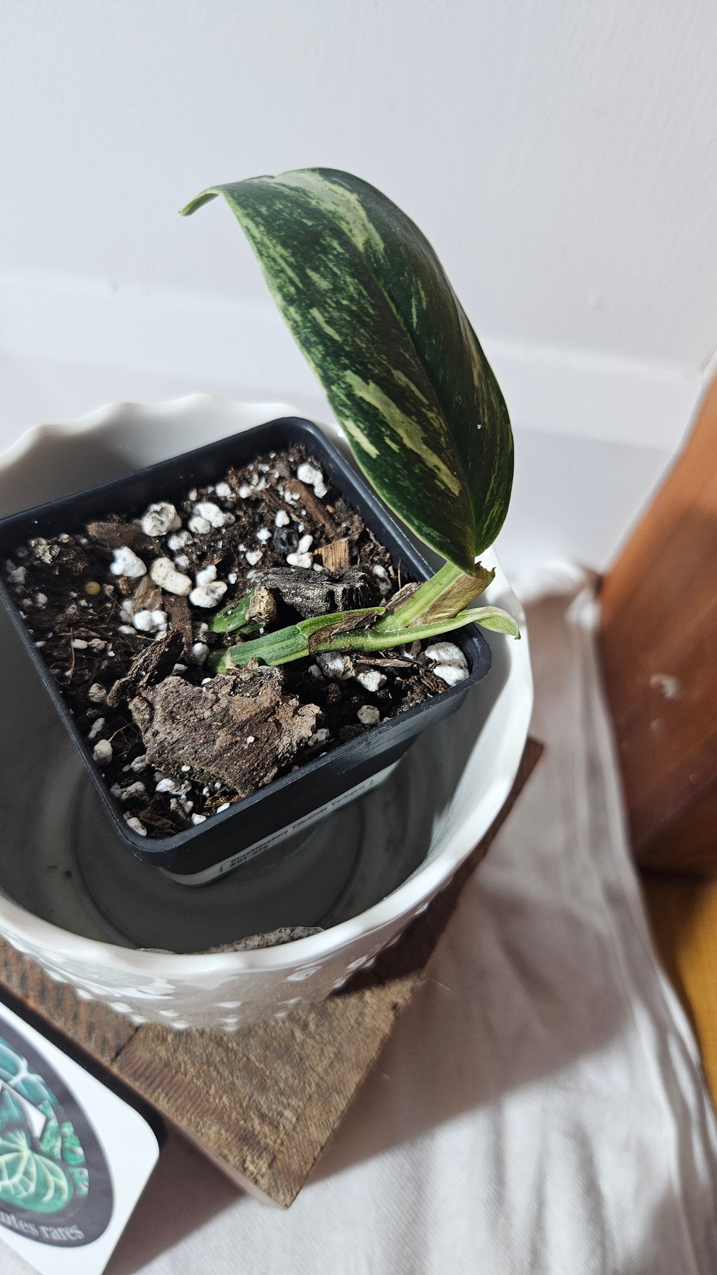 Rhaphidophora Elliptifolia Variegata (AUT-070)