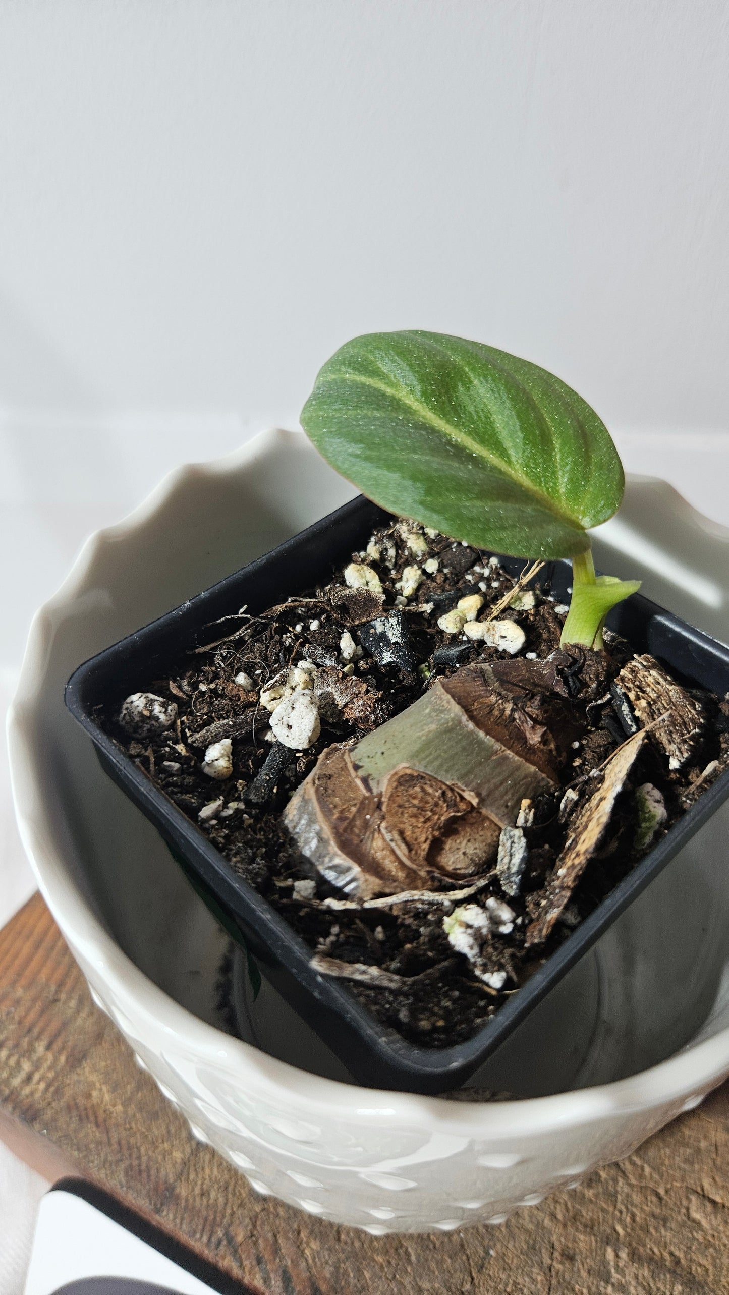 Philodendron Gloriosum Radiante (PHI-796)
