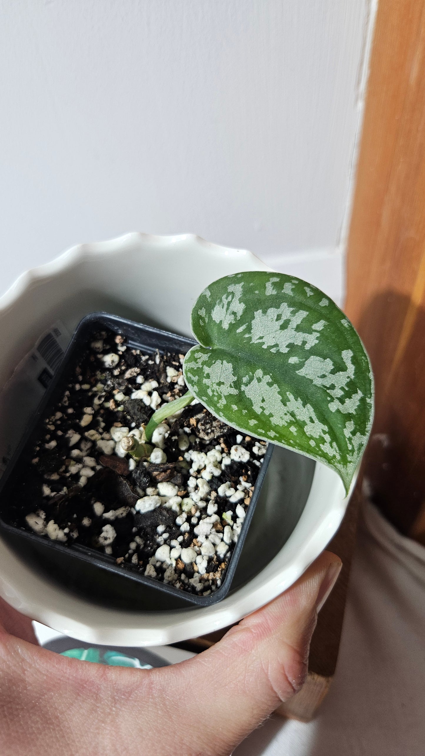 Scindapsus Silver Queen (SCI-1028)