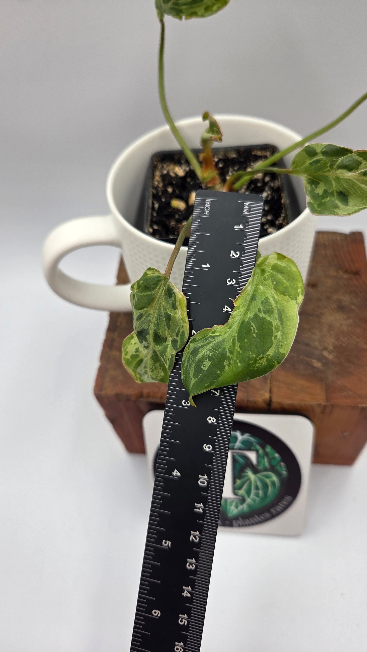 Philodendron Gloriosum "Snow leopard" (PHI-1027)
