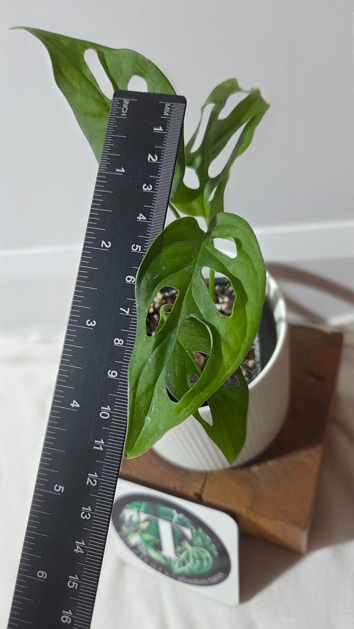 Monstera Obliqua Aff Tena (MON-512)
