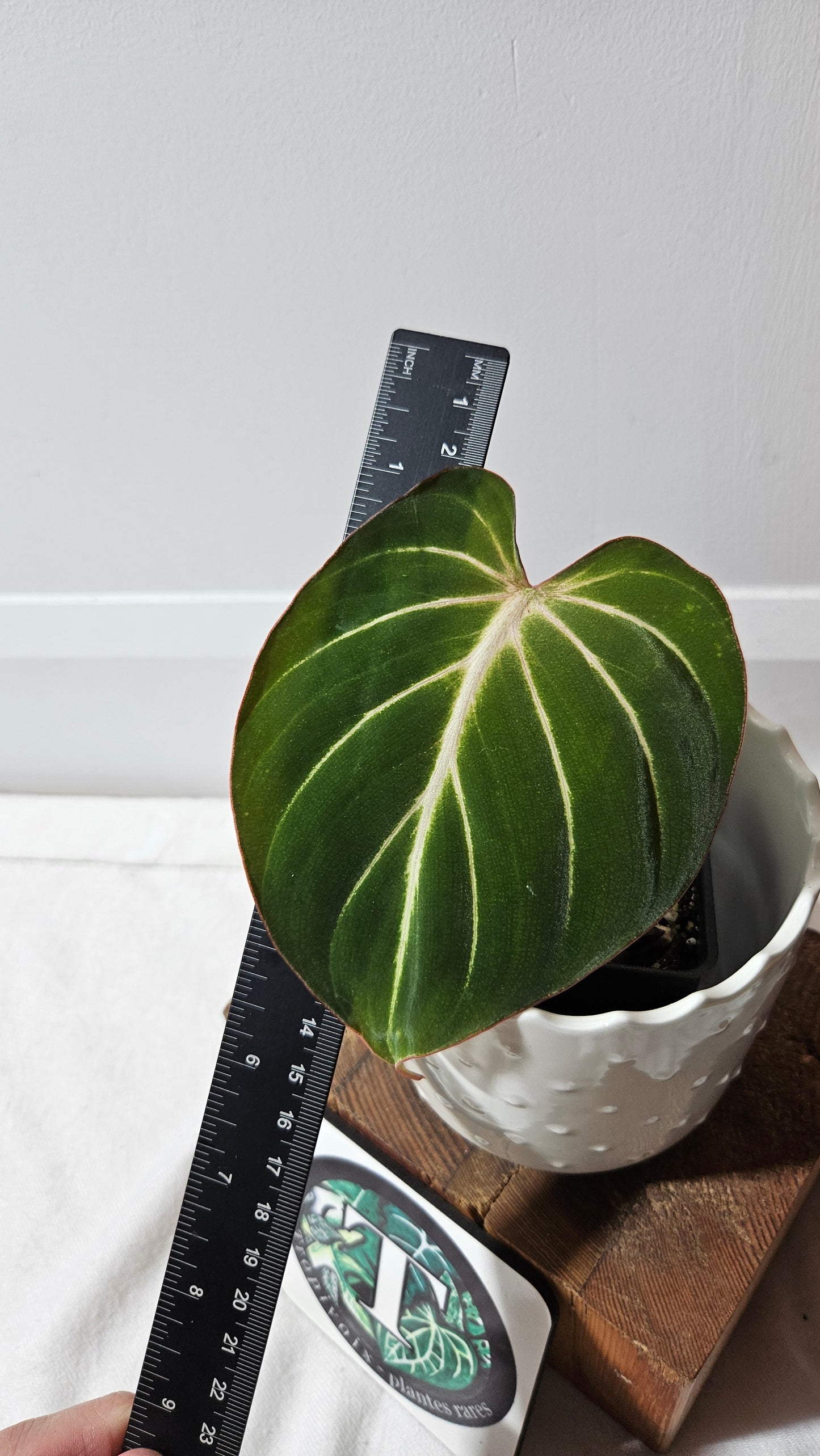 Philodendron Gloriosum Radiante (PHI-814)
