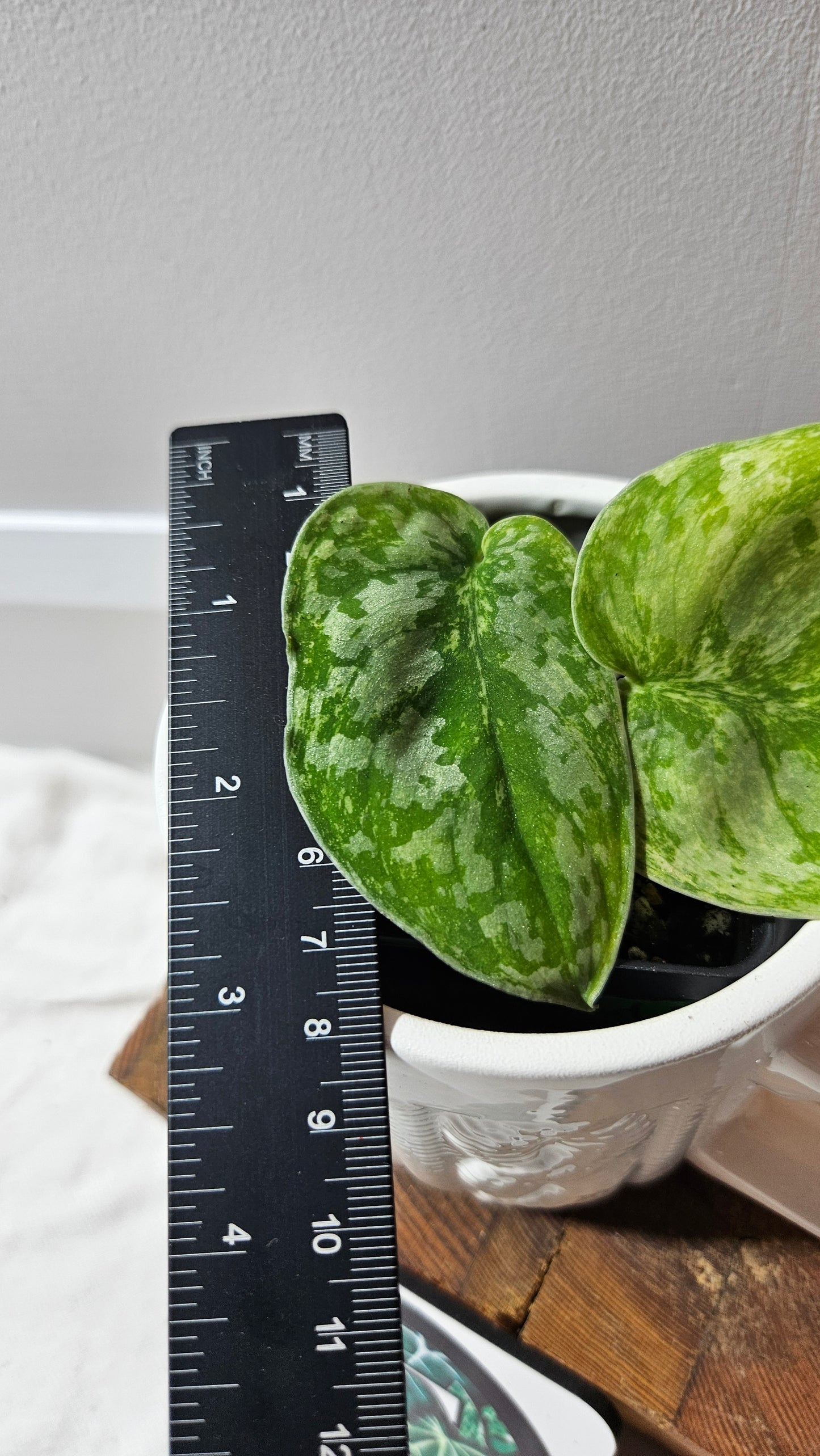 Scindapsus Tembaga (SCI-1193)