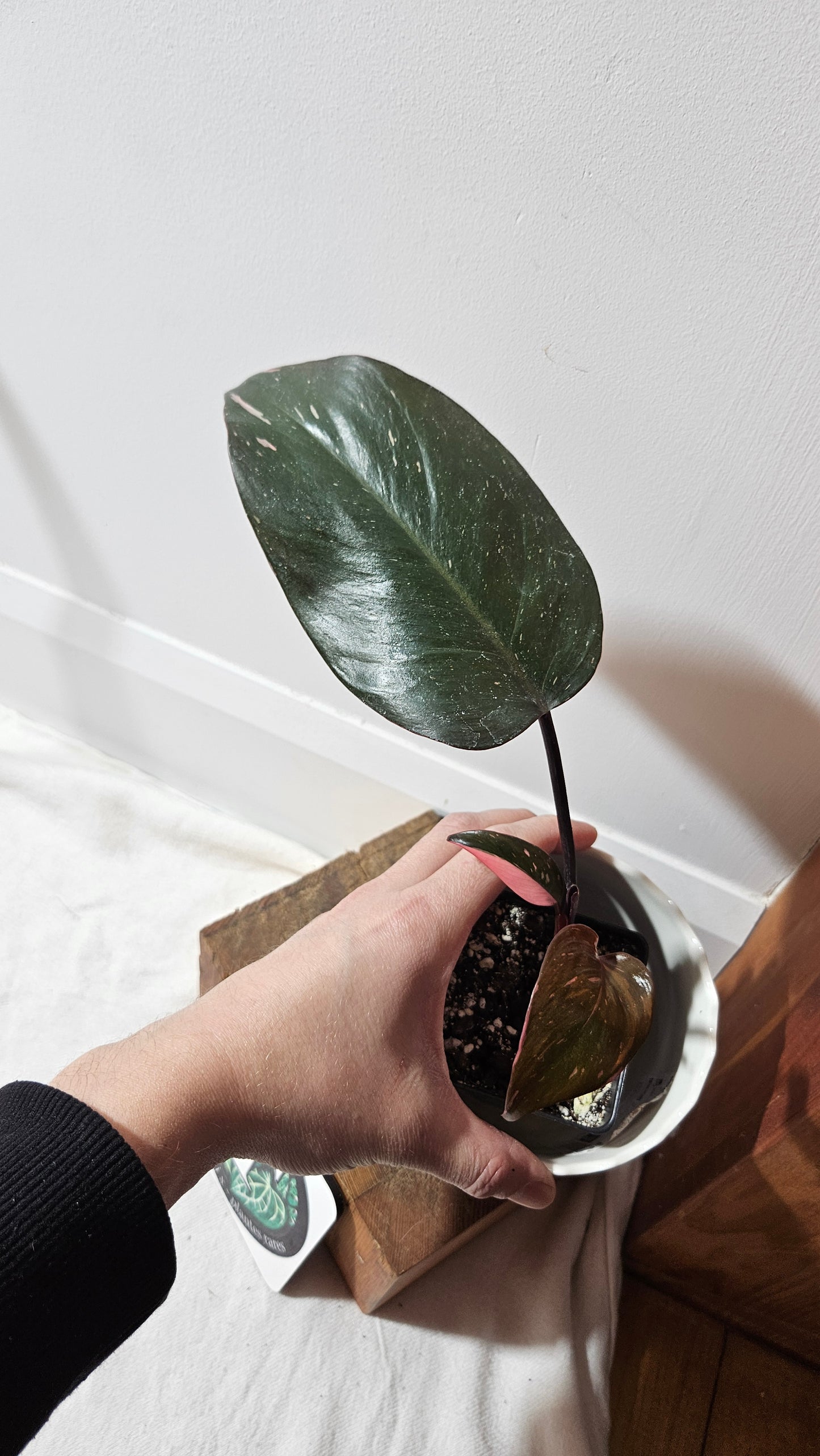 Philodendron Black Cherry (PHI-710)