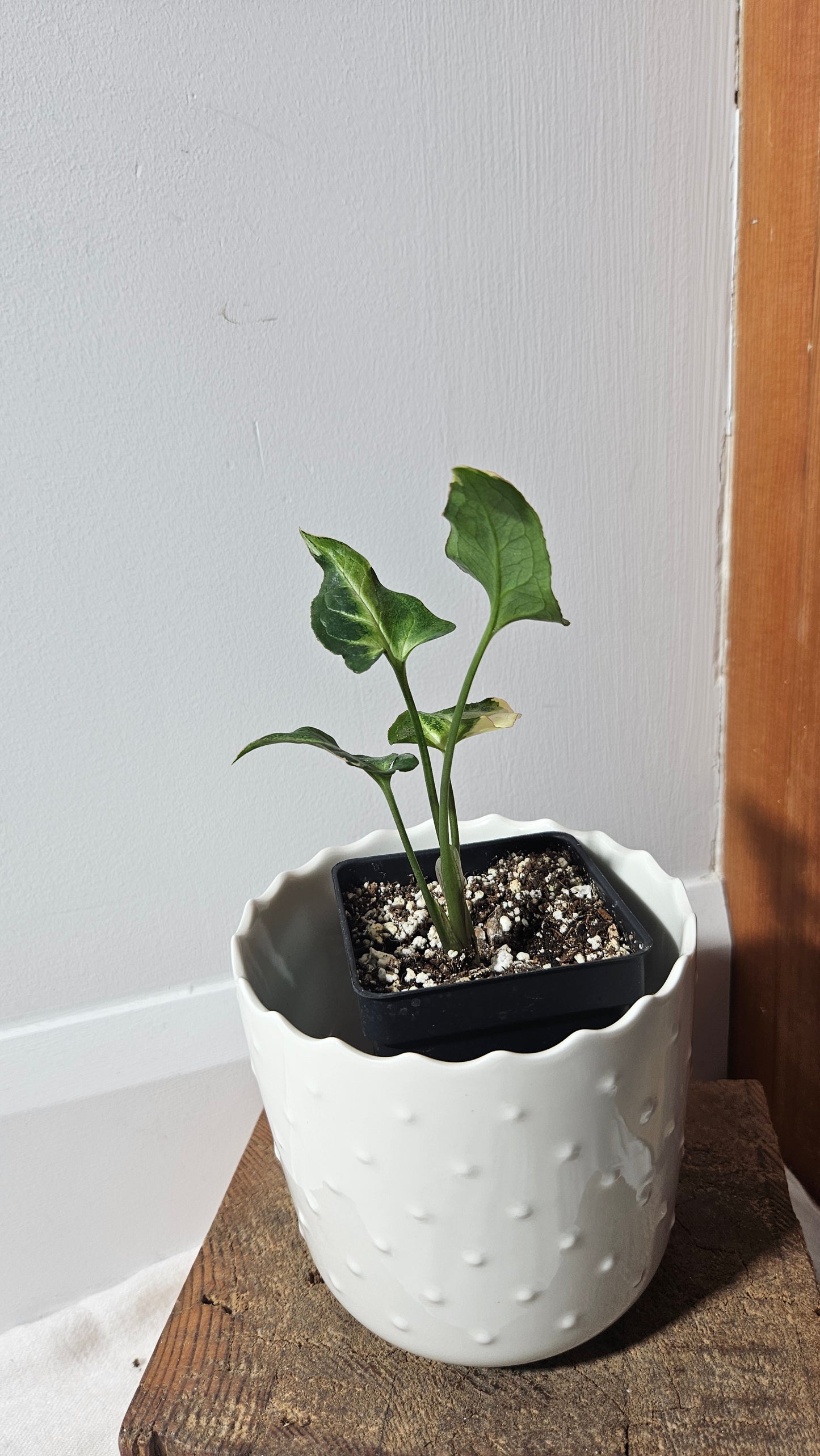 Syngonium T25 (SYN-404)