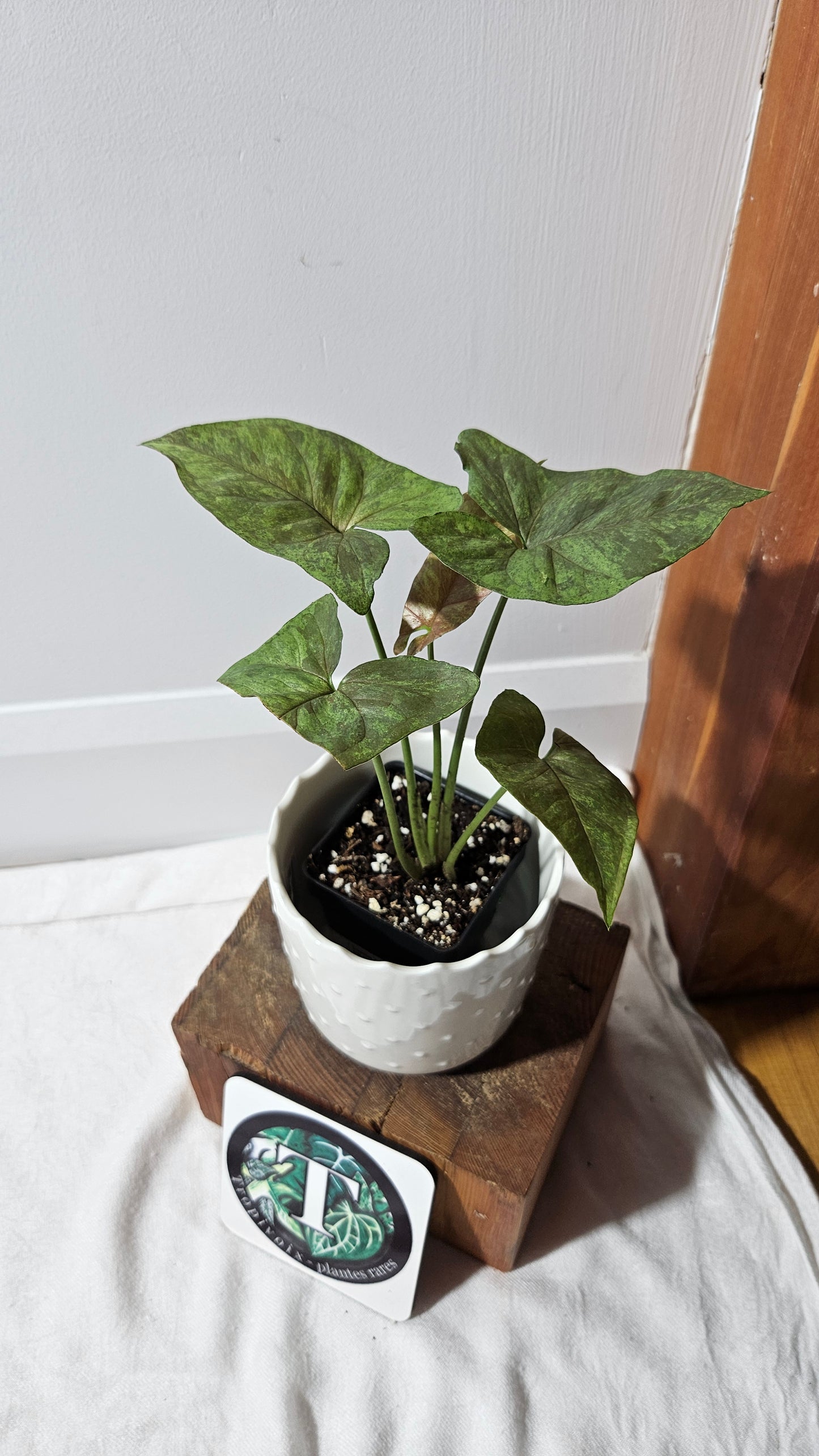 Syngonium Matcha Sprinkle (SYN-434)