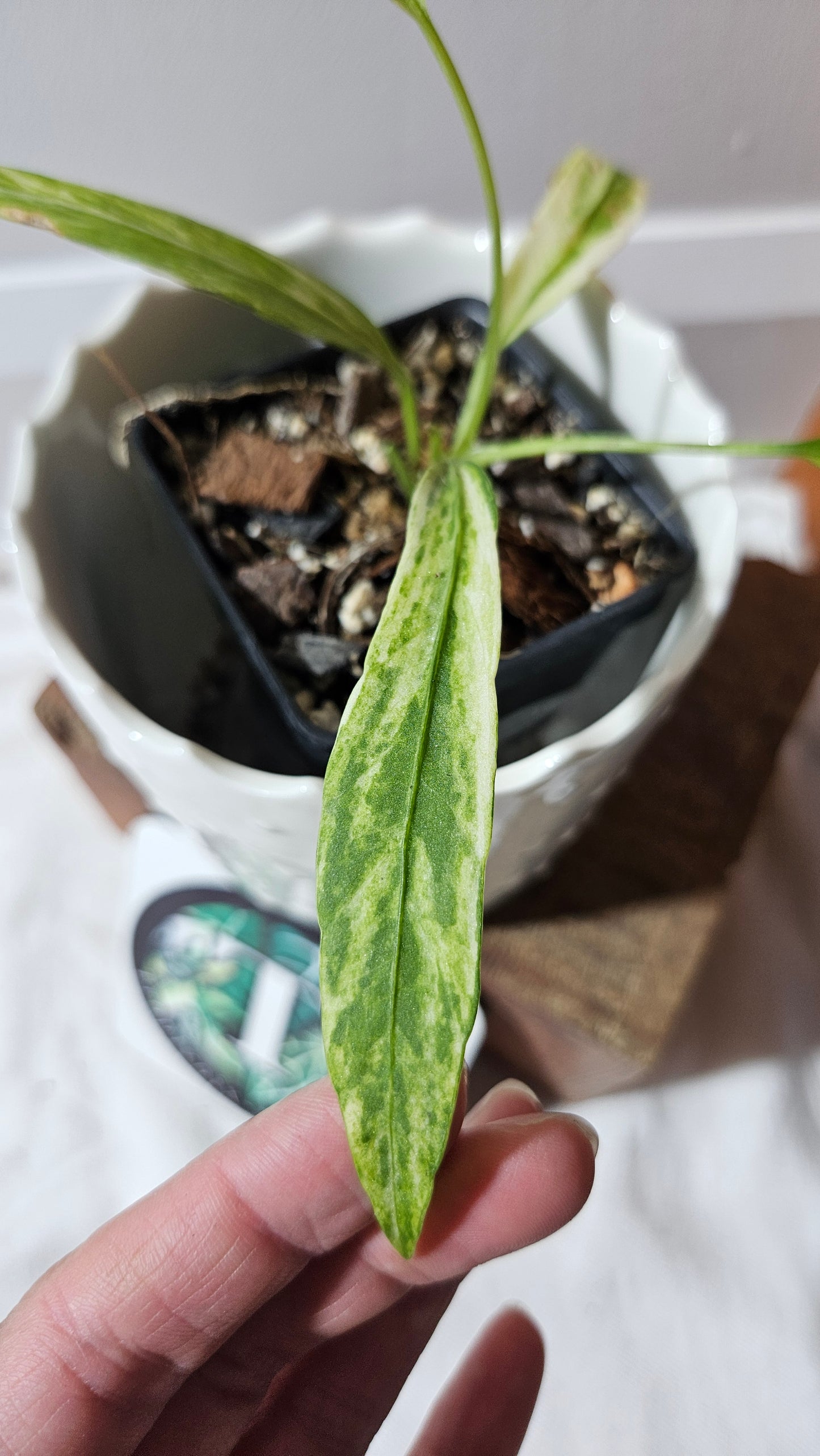 Anthurium Vittarifolium Variegata "format PETIT" (ANT-445)