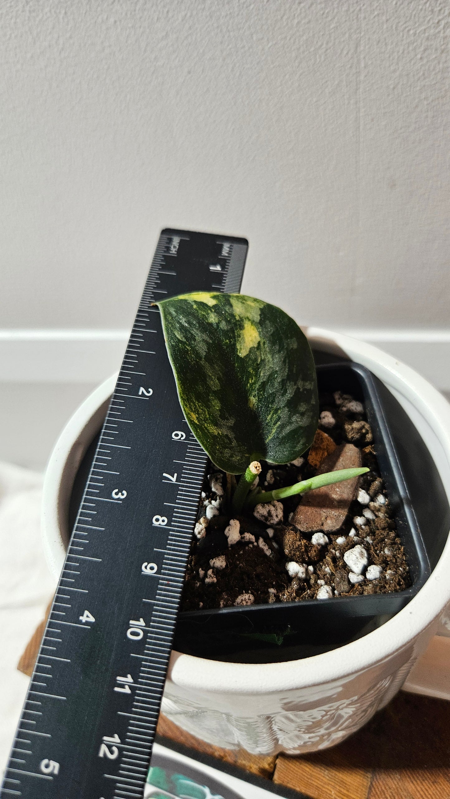 Scindapsus Green Diamond (SCI-1261)