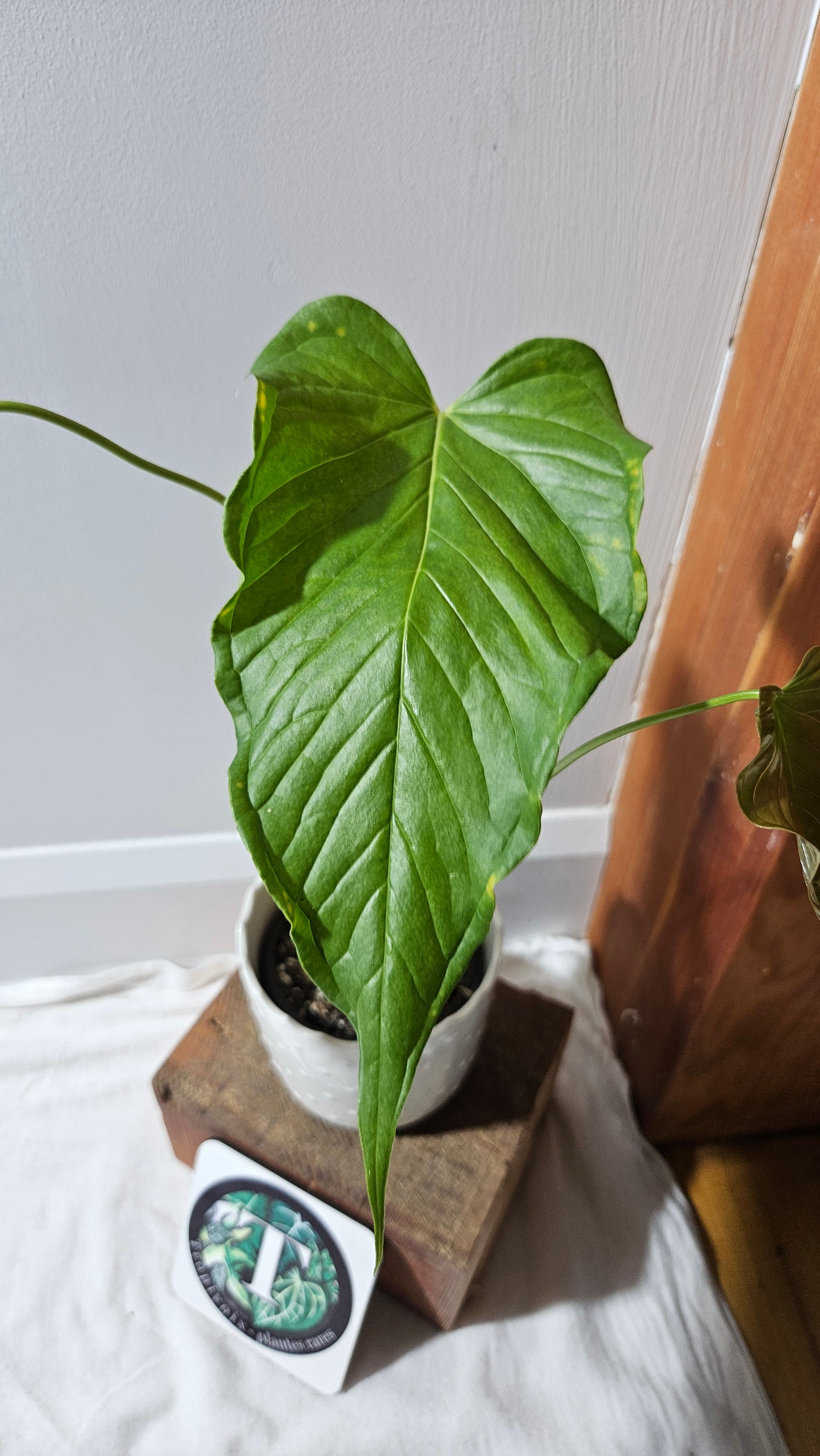 Anthurium Urbanii "Format LARGE" (ANT-442)
