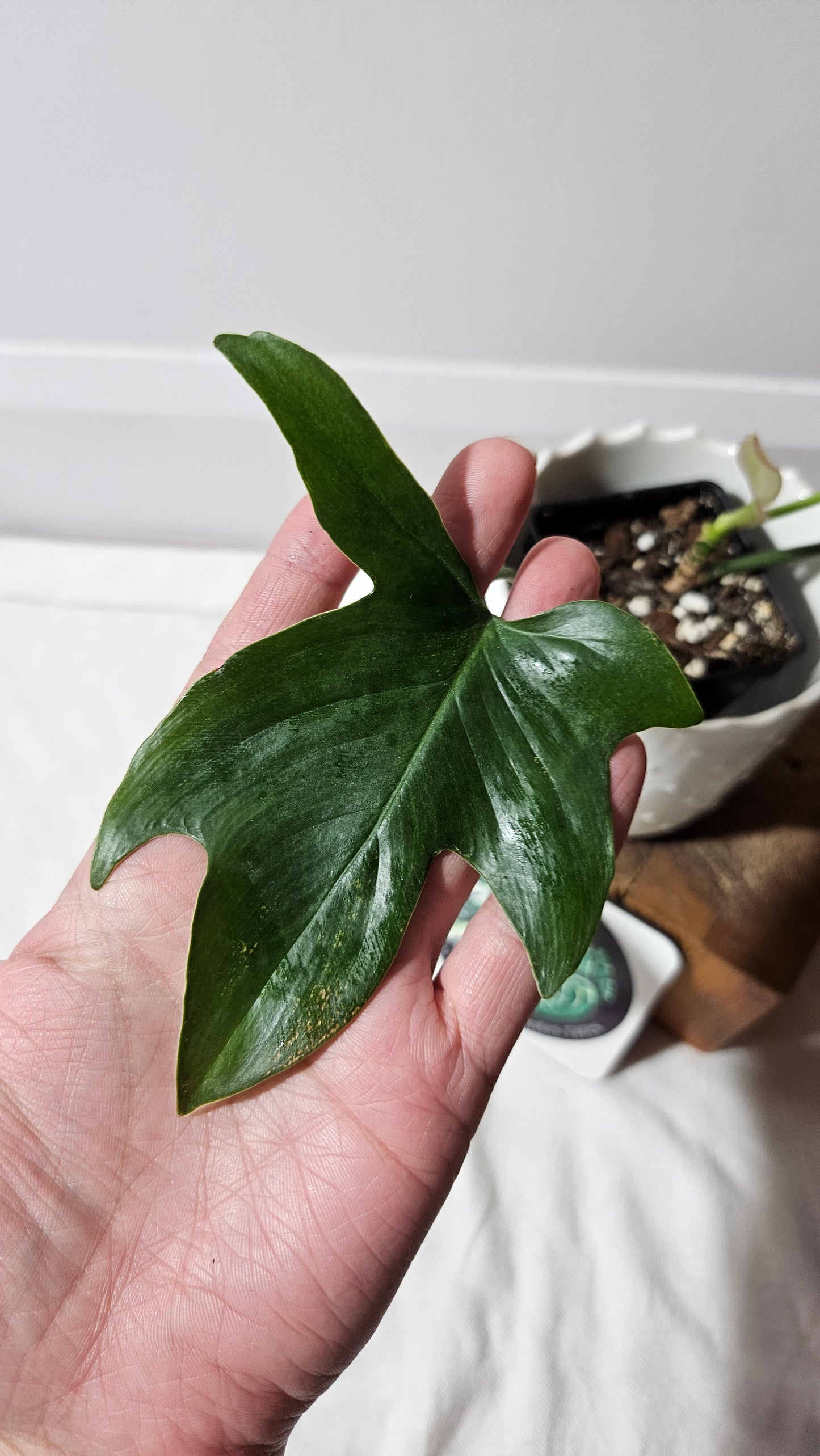 Philodendron Gladhands (PHI-545)