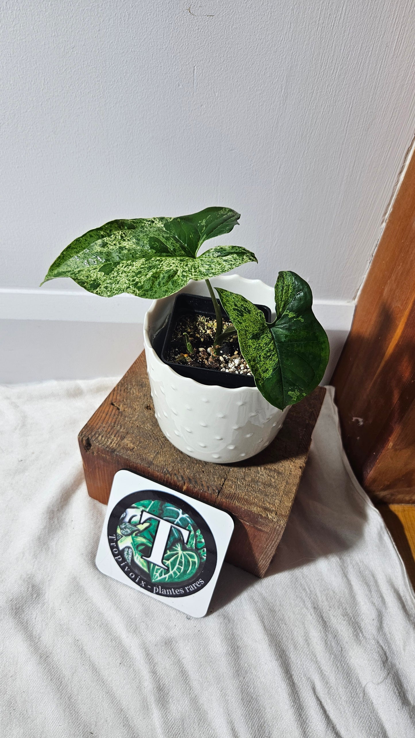 Syngonium Mojito (SYN-396)