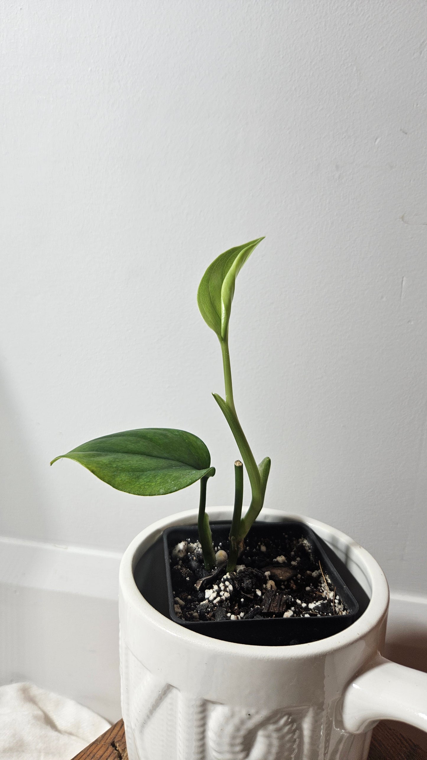 Monstera Obliqua Aff Lemon Sharp (MON-308)