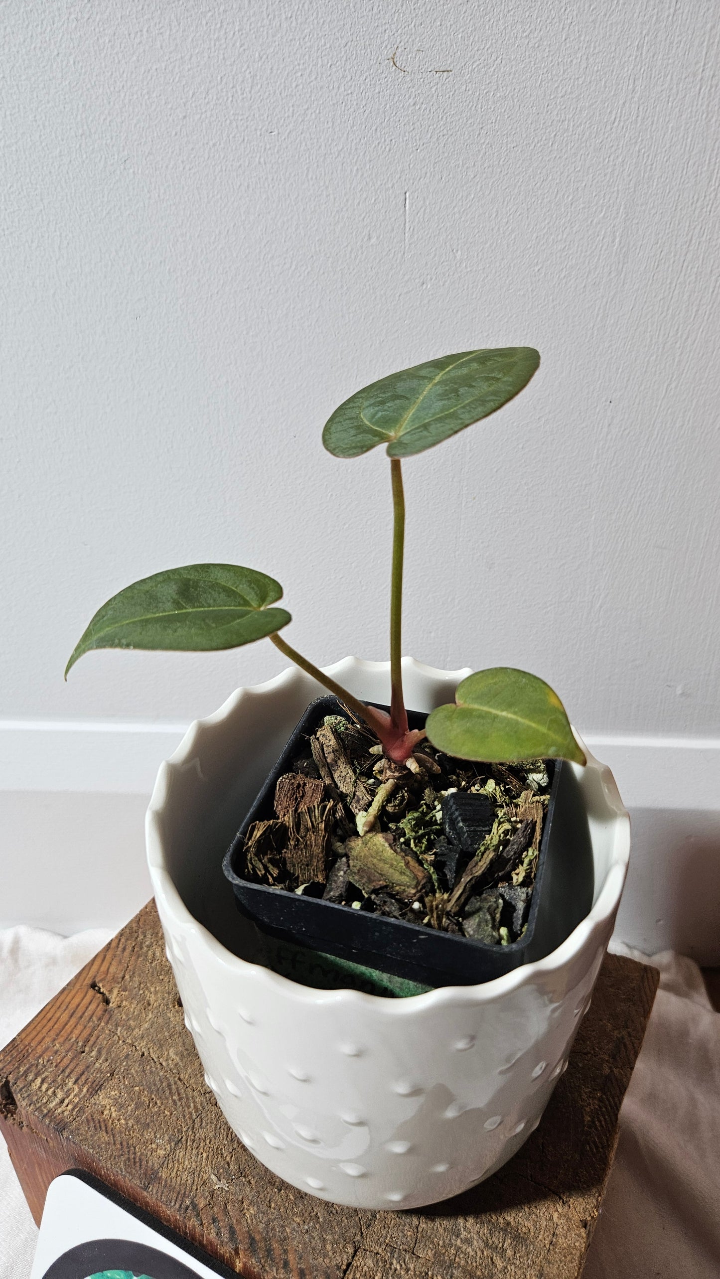 Anthurium Hoffmanii Red Dot (ANT-469)