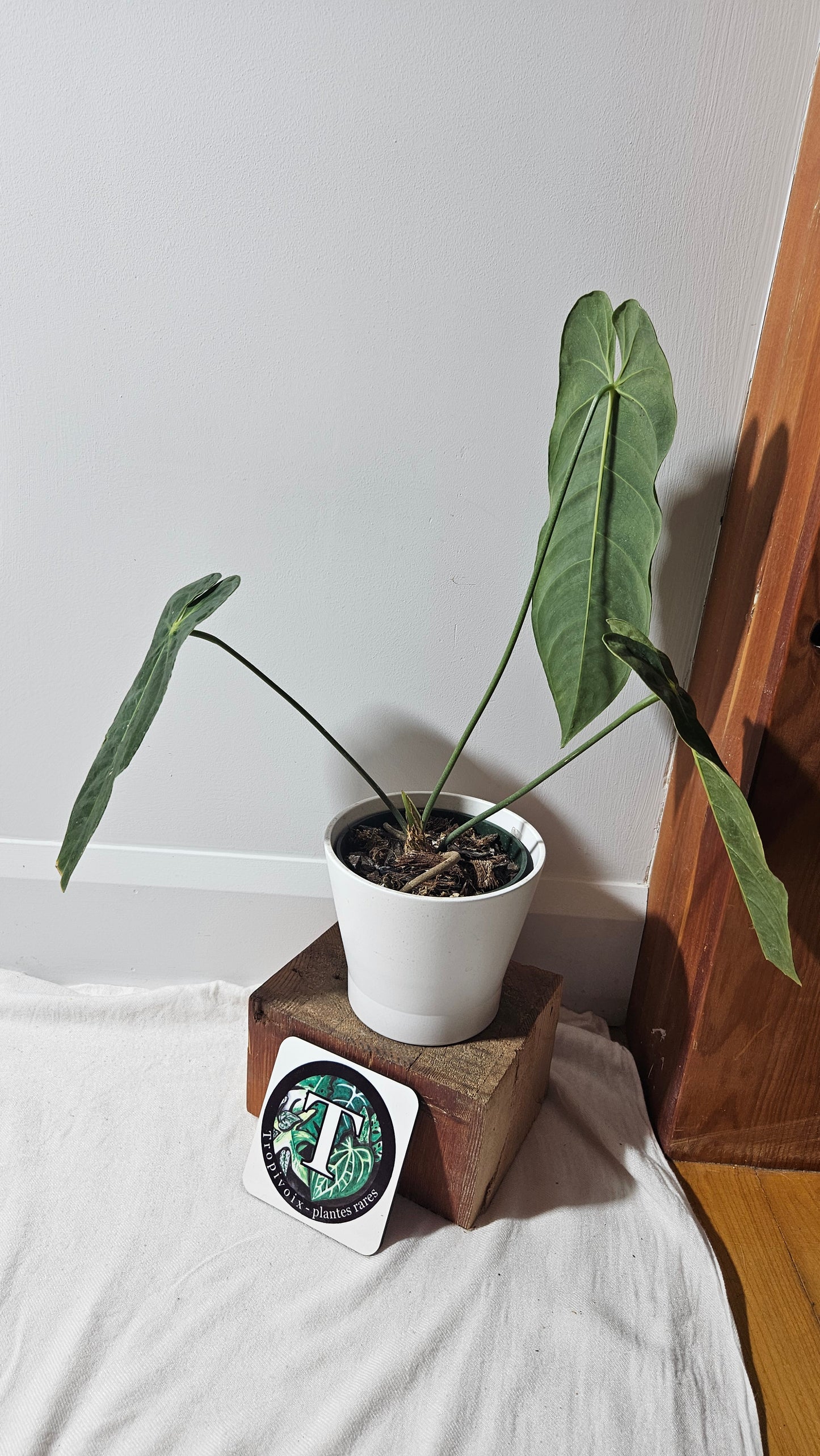 Anthurium Metallicum "Format MOYEN/LARGE" (ANT-475)