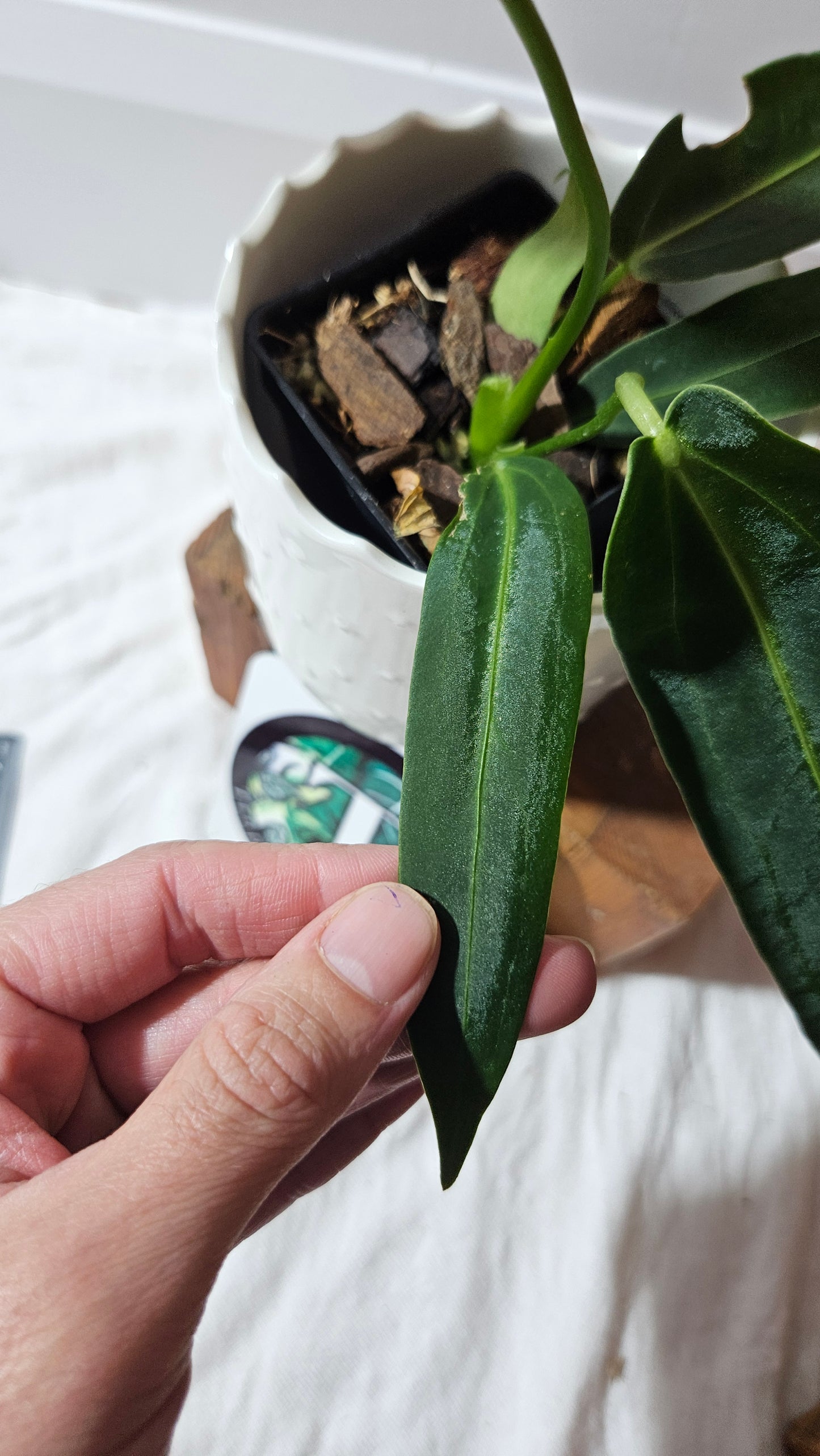 Anthurium Warocqueanum Dark "format MOYEN"(ANT-604)