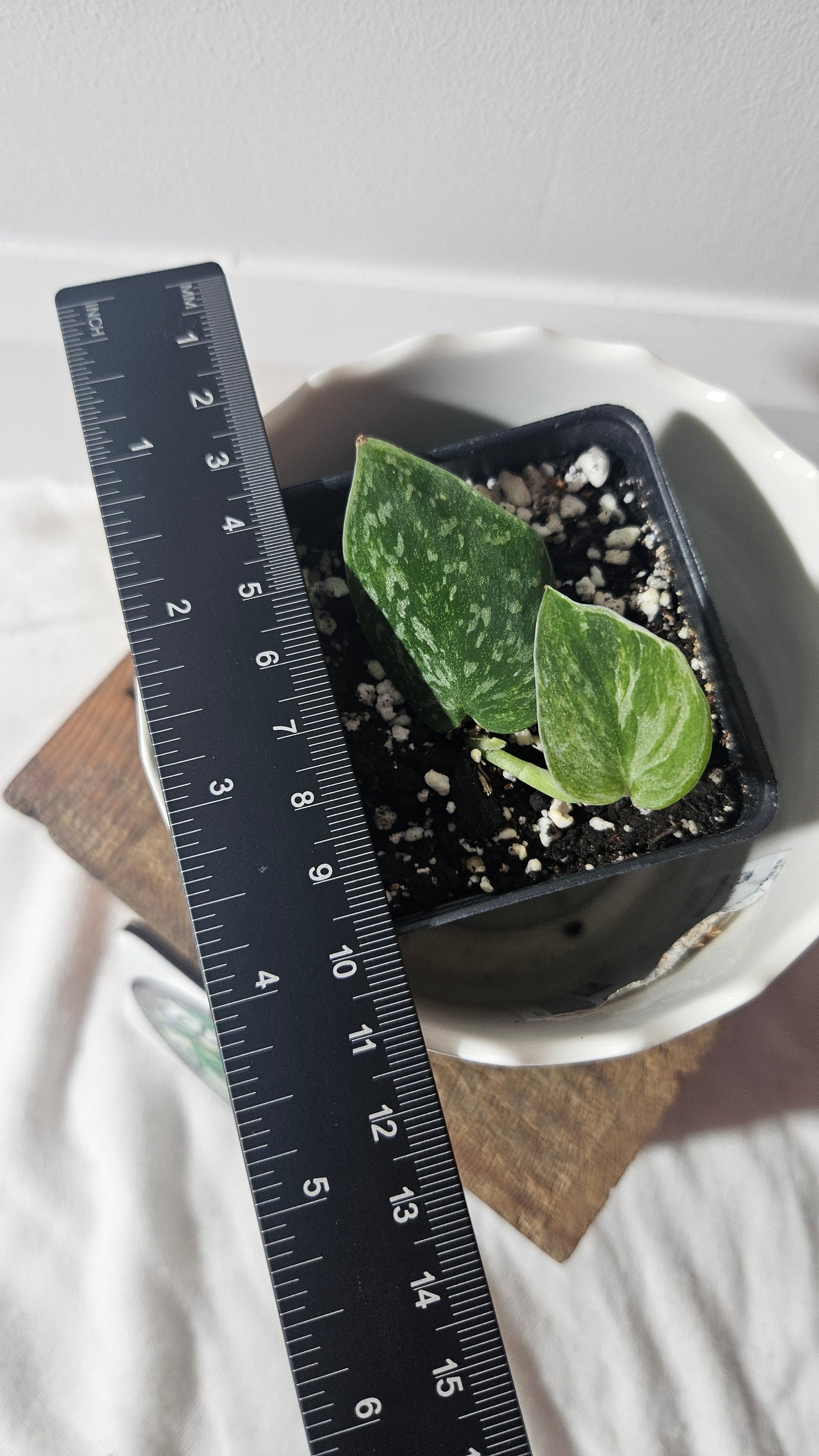 Scindapsus Argyraeus Albo (SCI-925)