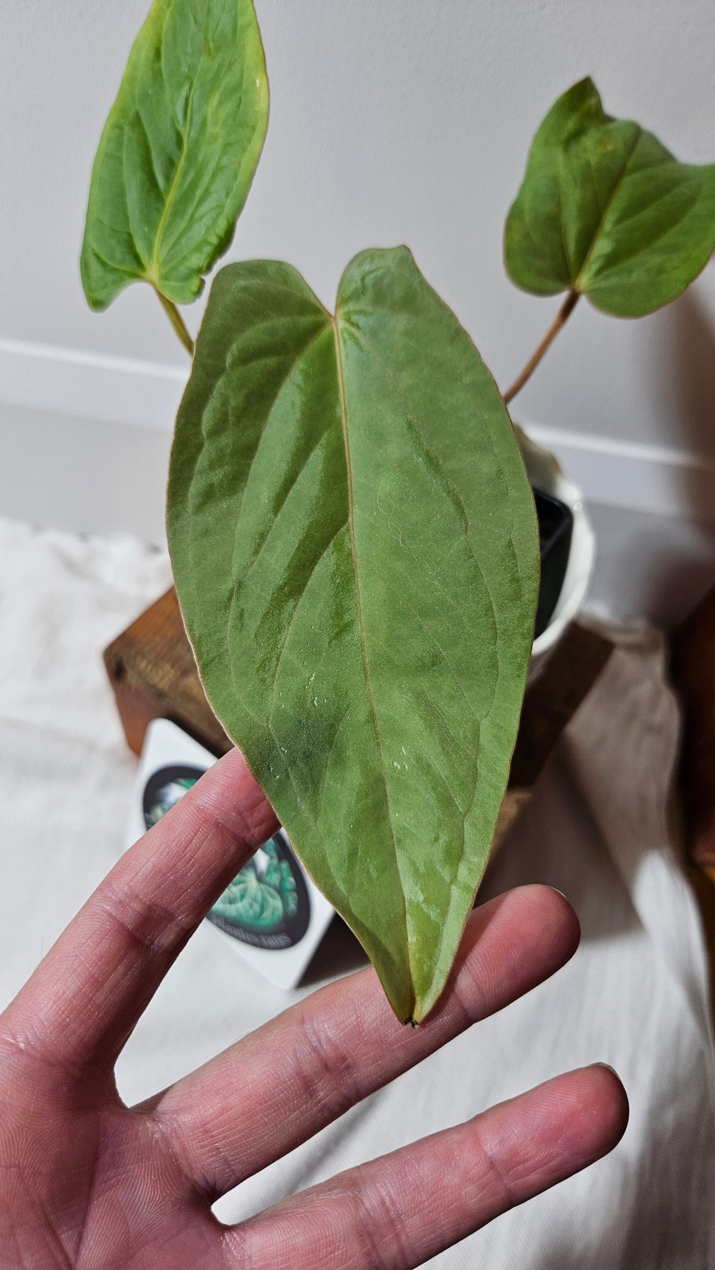 Anthurium Kunayalense Narrow "format MOYEN" (ANT-456)