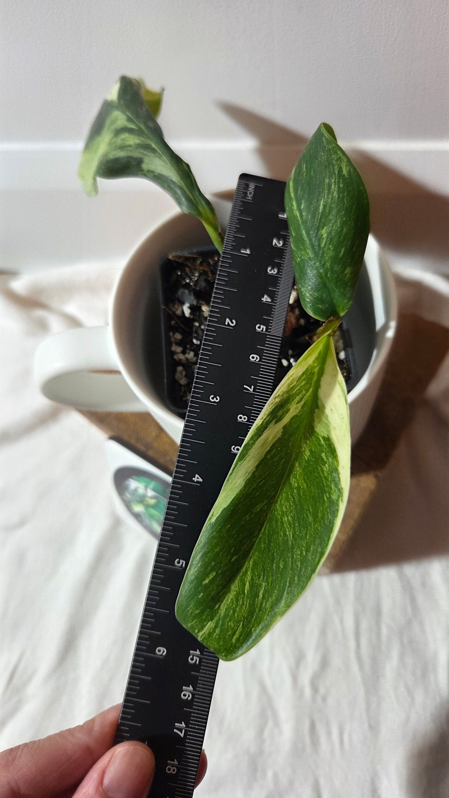 Rhaphidophora Elliptifolia Variegata (AUT-092)