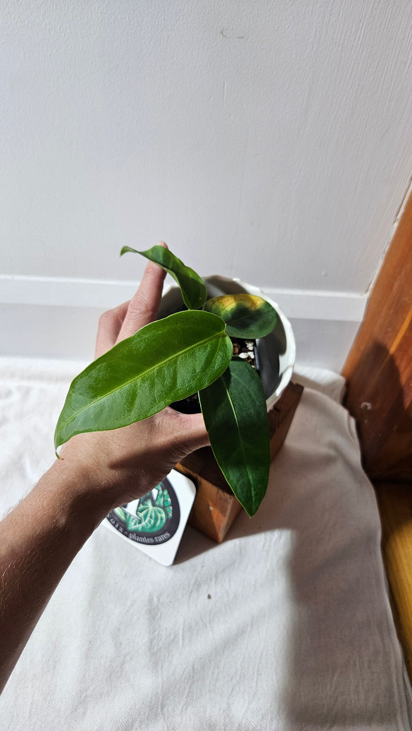 Anthurium Villenaorum X Morona "format MOYEN"(ANT-432)