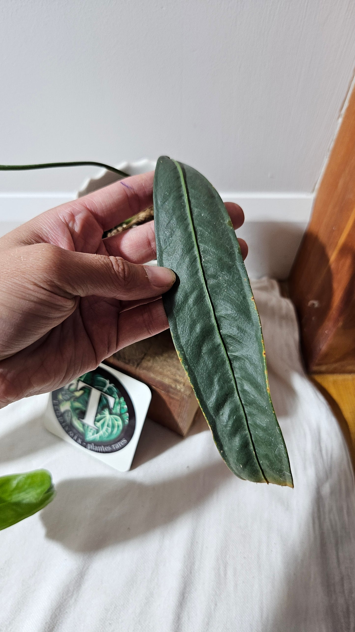 Anthurium Wendlingeri Aff Esmeraldas "format MOYEN/LARGE" (ANT-534)