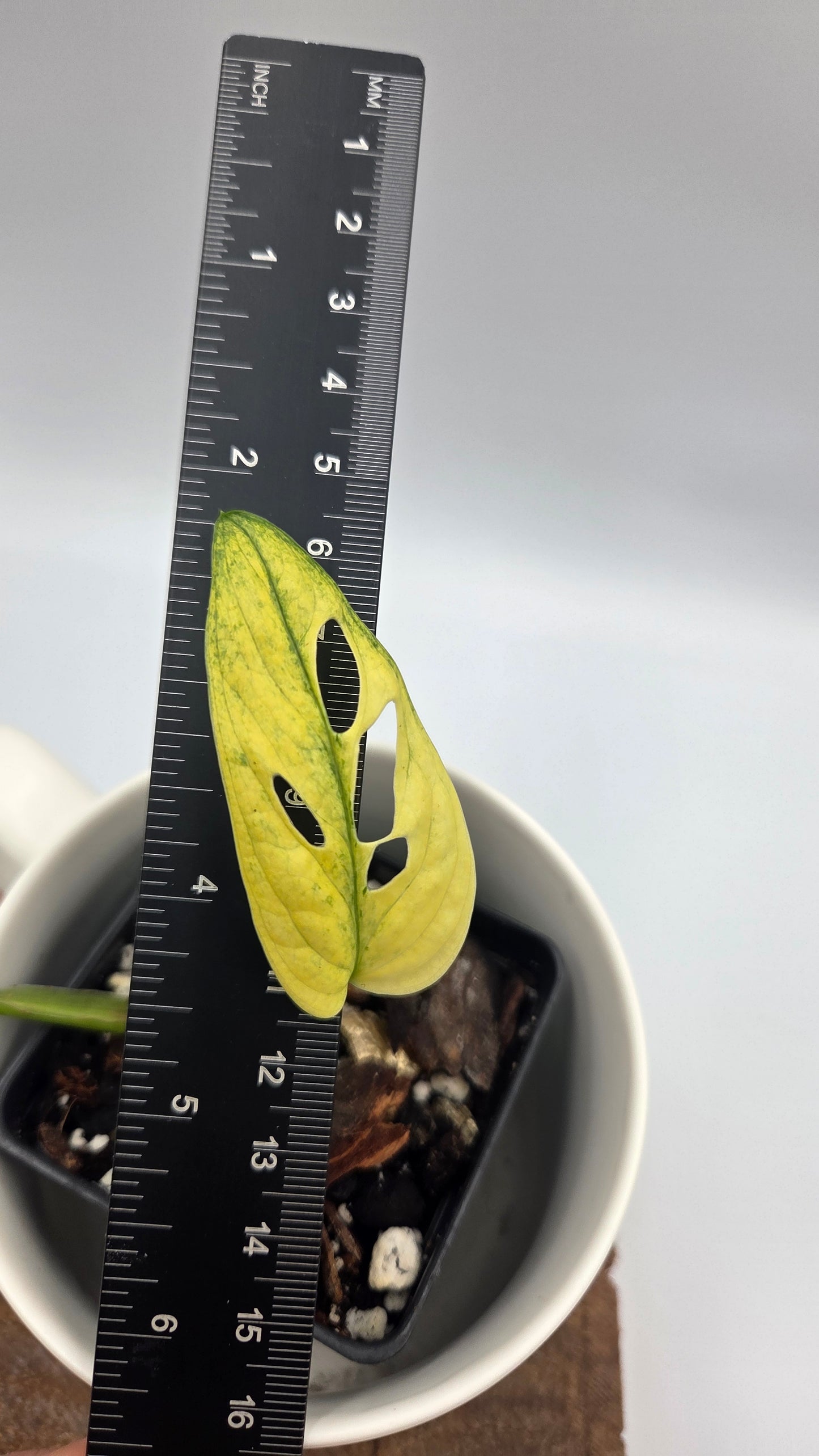 Monstera Andasonii Archipelago Ghost (MON-566)