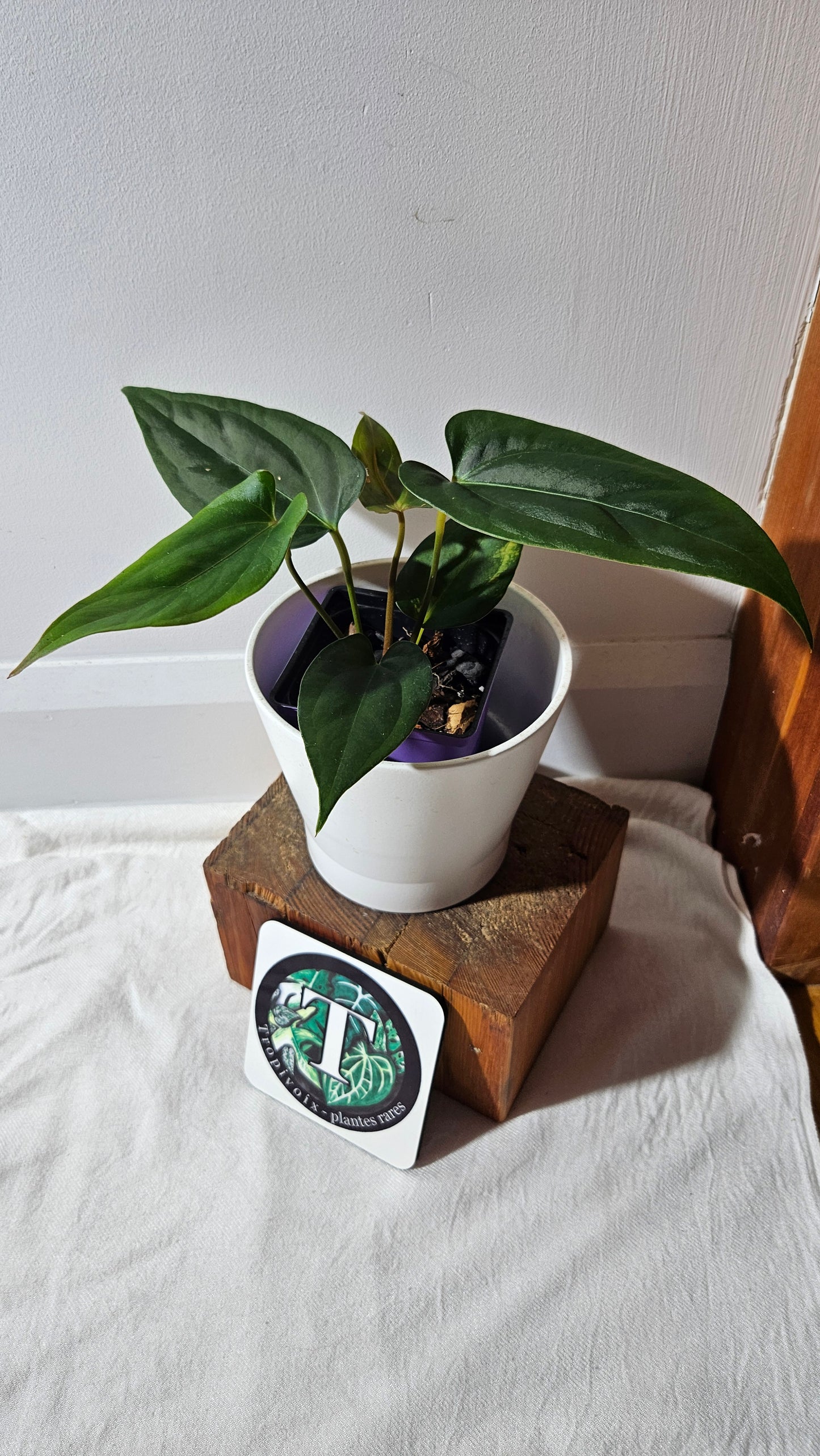 Anthurium Napo X Luxurians "format MOYEN" (ANT-427)