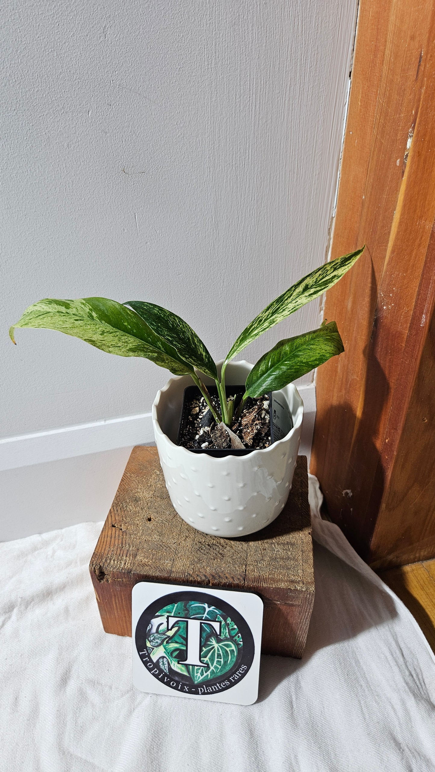 Rhaphidophora Megasperma Variegata (AUT-072)