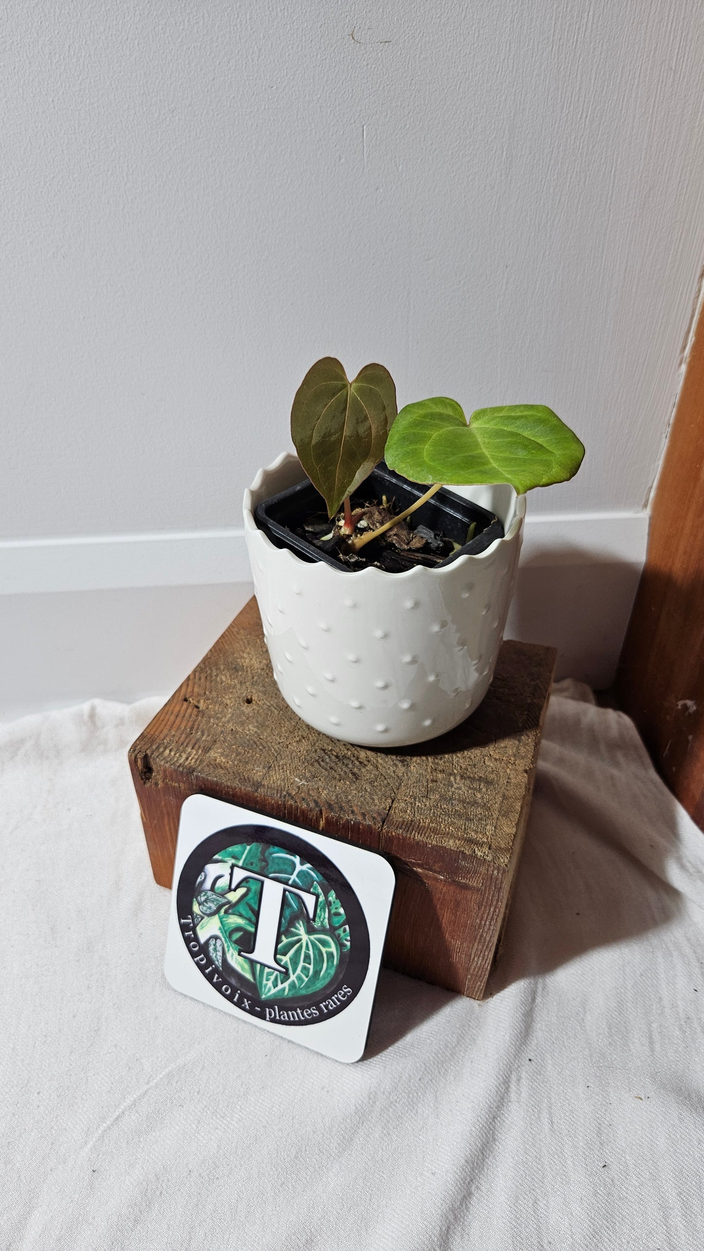 Anthurium Dressleri "format PETIT" (ANT-461)